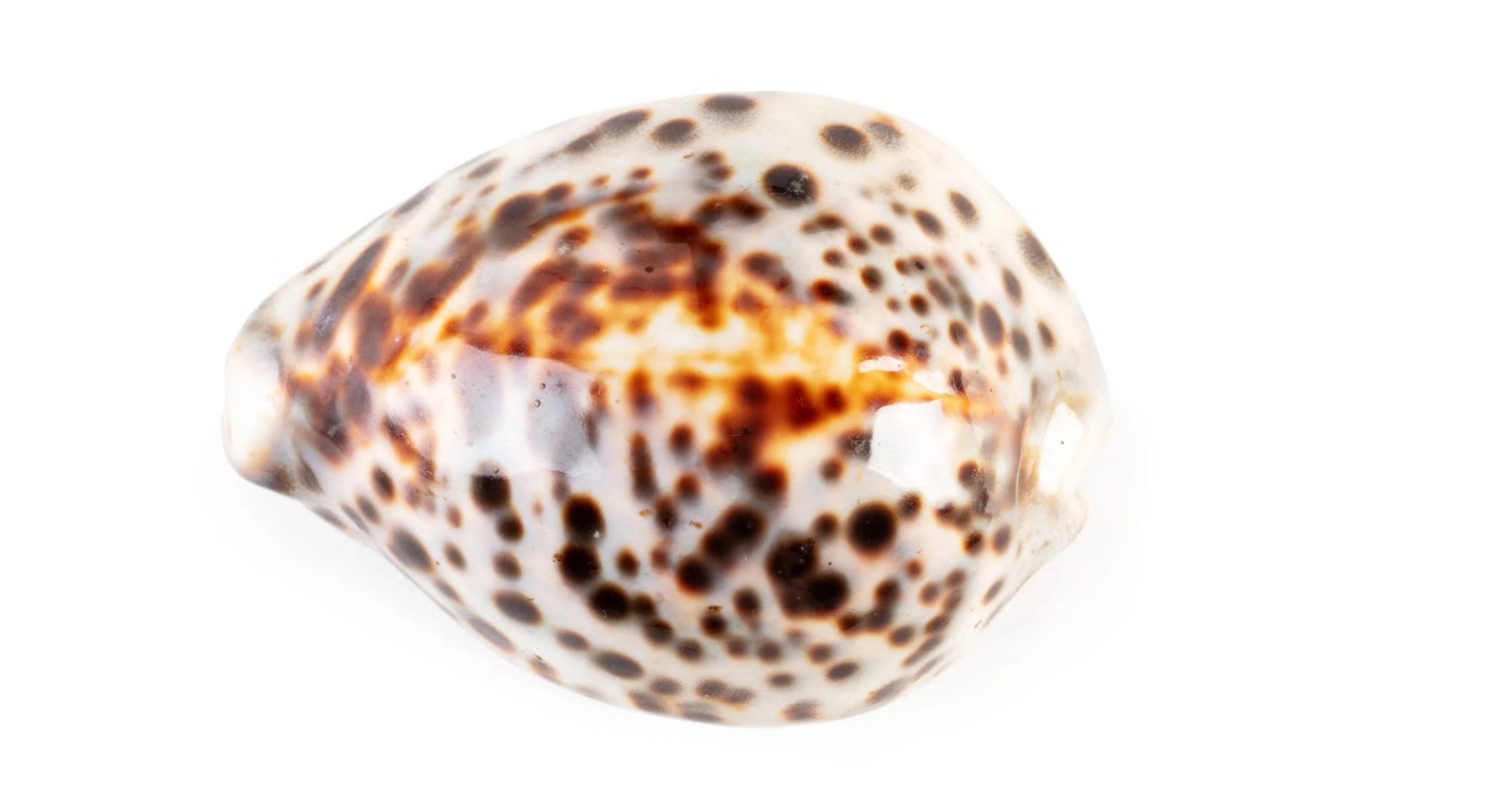 White shell with brown spots.