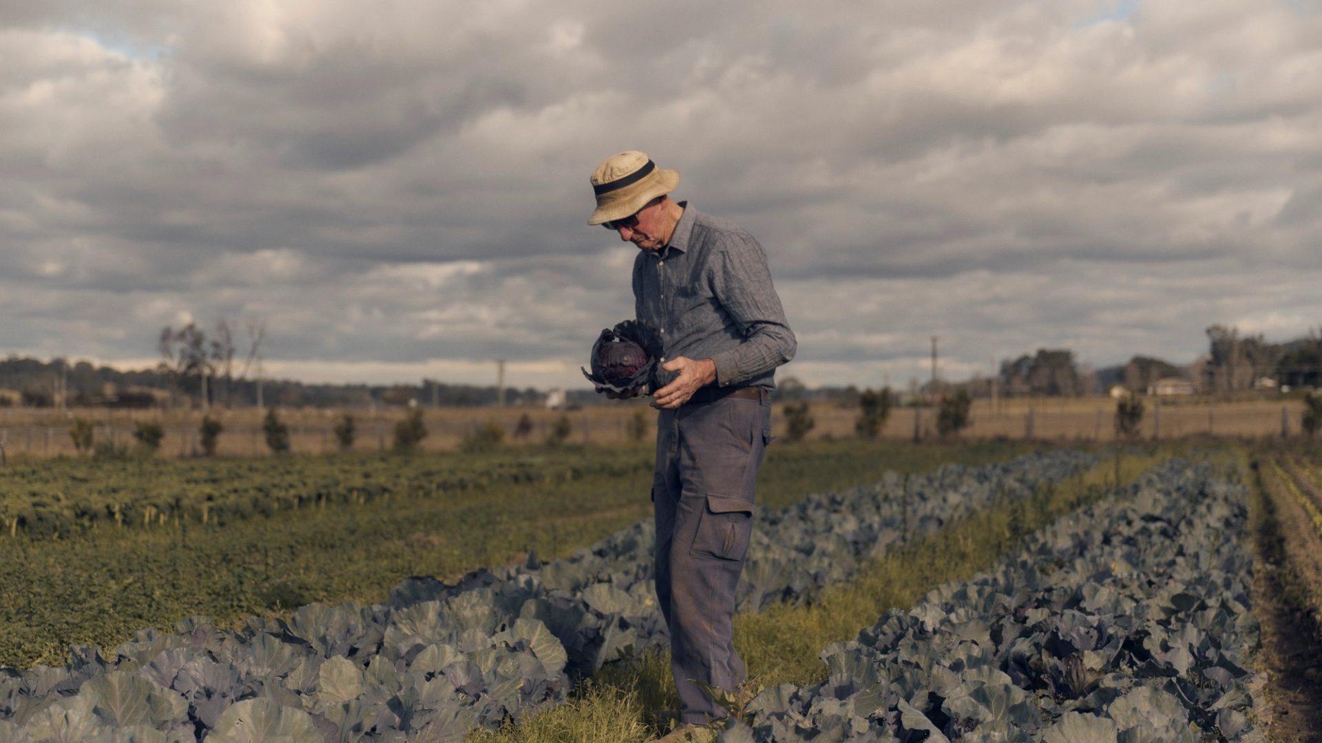 An elderly man wearing a straw hat and glasses stands in a field, holding a freshly harvested head of purple cabbage. He is dressed in a long-sleeved shirt and work pants, carefully inspecting the cabbage with a thoughtful expression. The field around him is filled with rows of leafy green plants under a partly cloudy sky, capturing a peaceful moment of farm life.