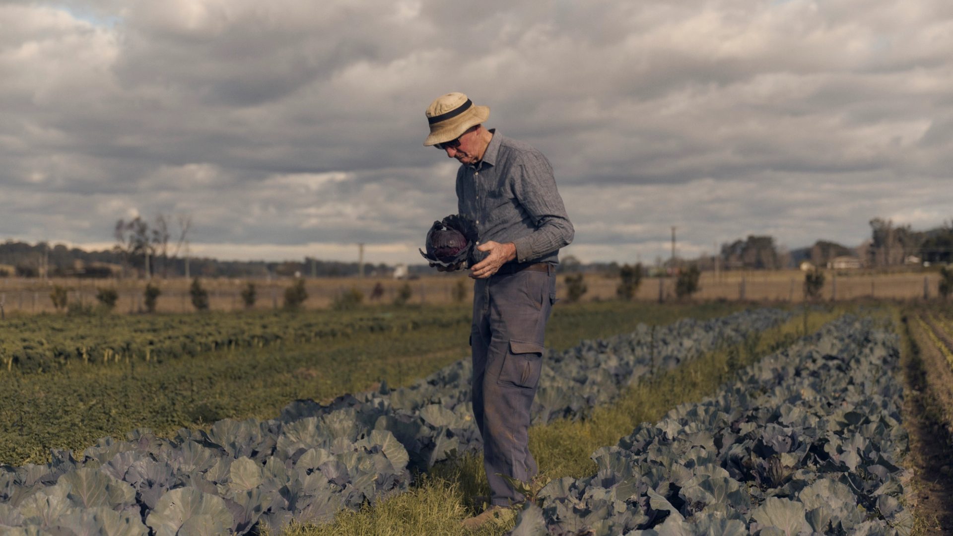 An elderly man wearing a straw hat and glasses stands in a field, holding a freshly harvested head of purple cabbage. He is dressed in a long-sleeved shirt and work pants, carefully inspecting the cabbage with a thoughtful expression. The field around him is filled with rows of leafy green plants under a partly cloudy sky, capturing a peaceful moment of farm life.