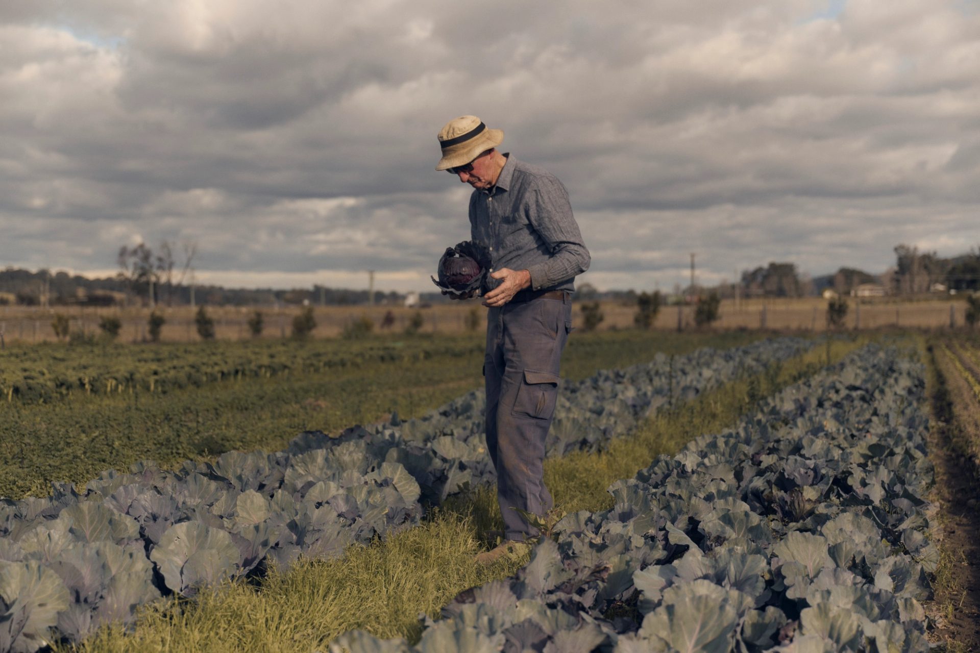 An elderly man wearing a straw hat and glasses stands in a field, holding a freshly harvested head of purple cabbage. He is dressed in a long-sleeved shirt and work pants, carefully inspecting the cabbage with a thoughtful expression. The field around him is filled with rows of leafy green plants under a partly cloudy sky, capturing a peaceful moment of farm life.