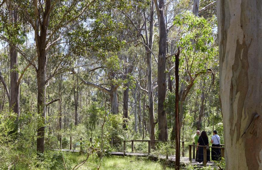 Walkway through a Eucalyptus forest