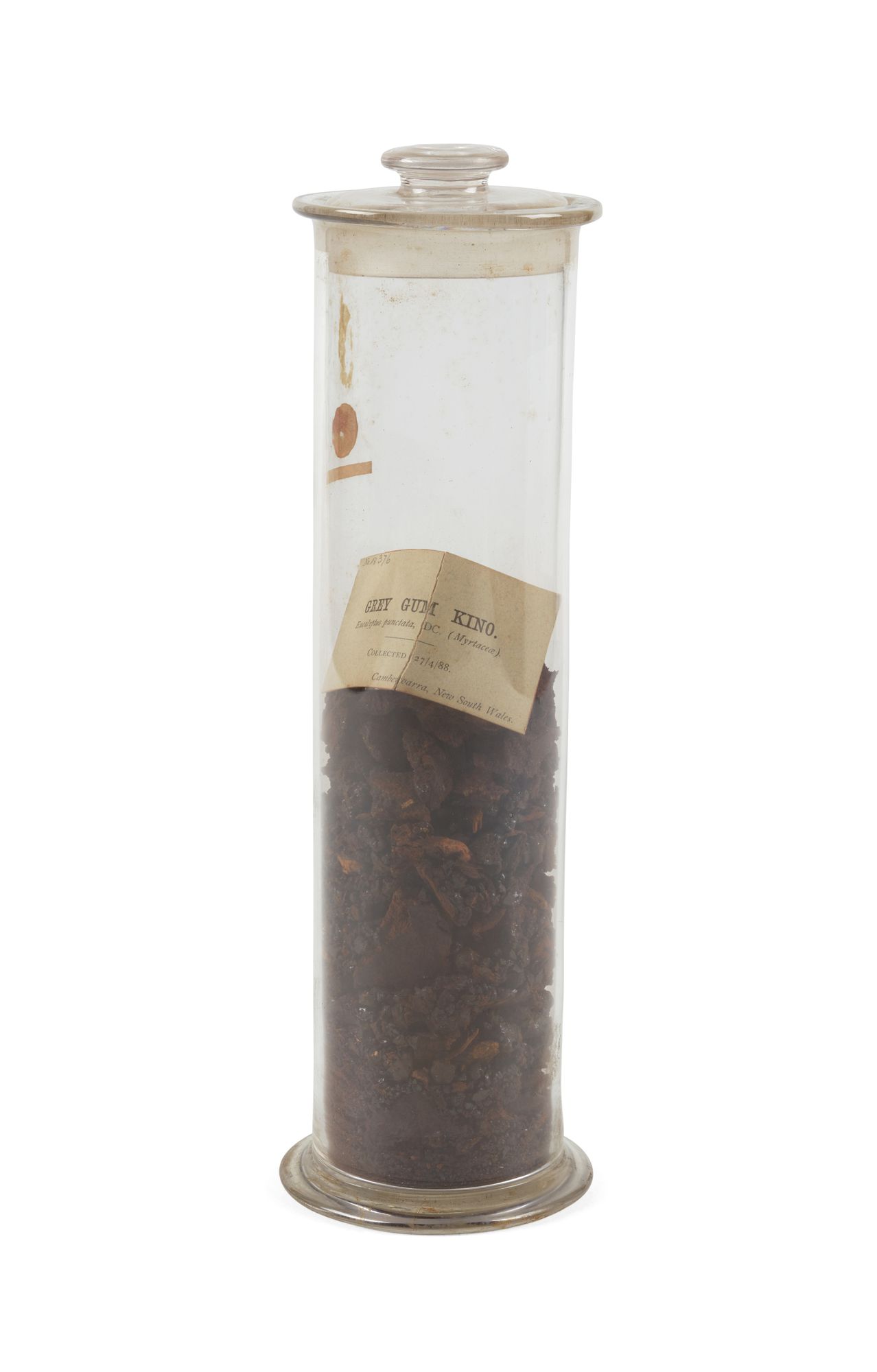 The Eucalyptus Punctata or 'Grey Gum Kino' specimen is stored inside a cylindrical glass glass jar with a removable lid.