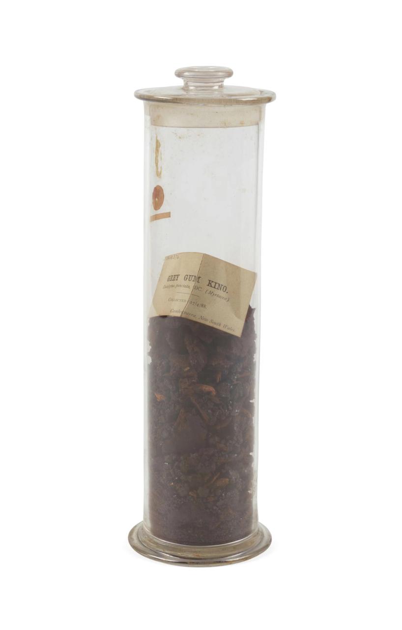 The Eucalyptus Punctata or 'Grey Gum Kino' specimen is stored inside a cylindrical glass glass jar with a removable lid.