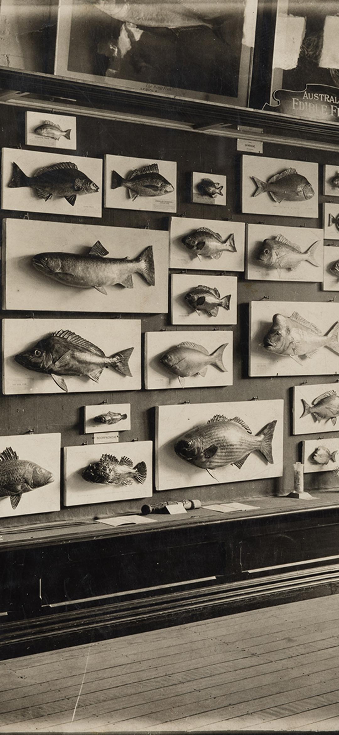 Marketable Fishes of New South Wales