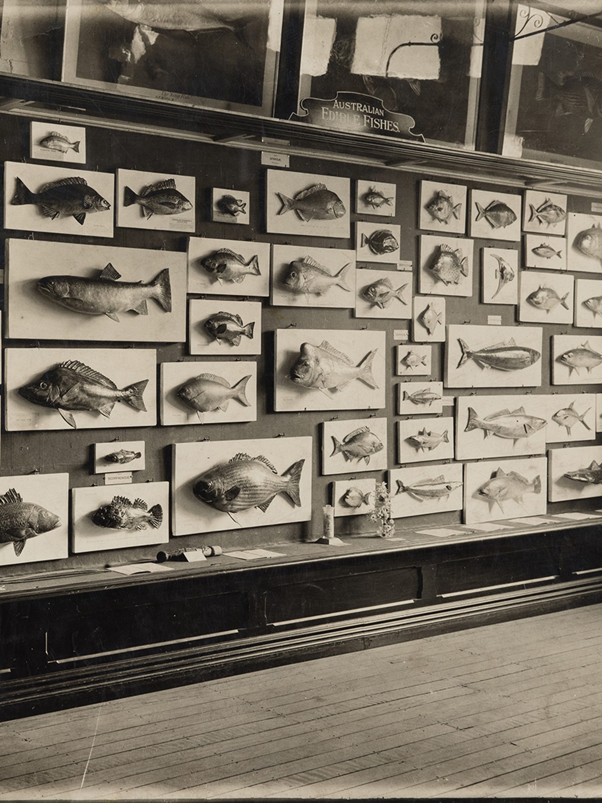Marketable Fishes of New South Wales