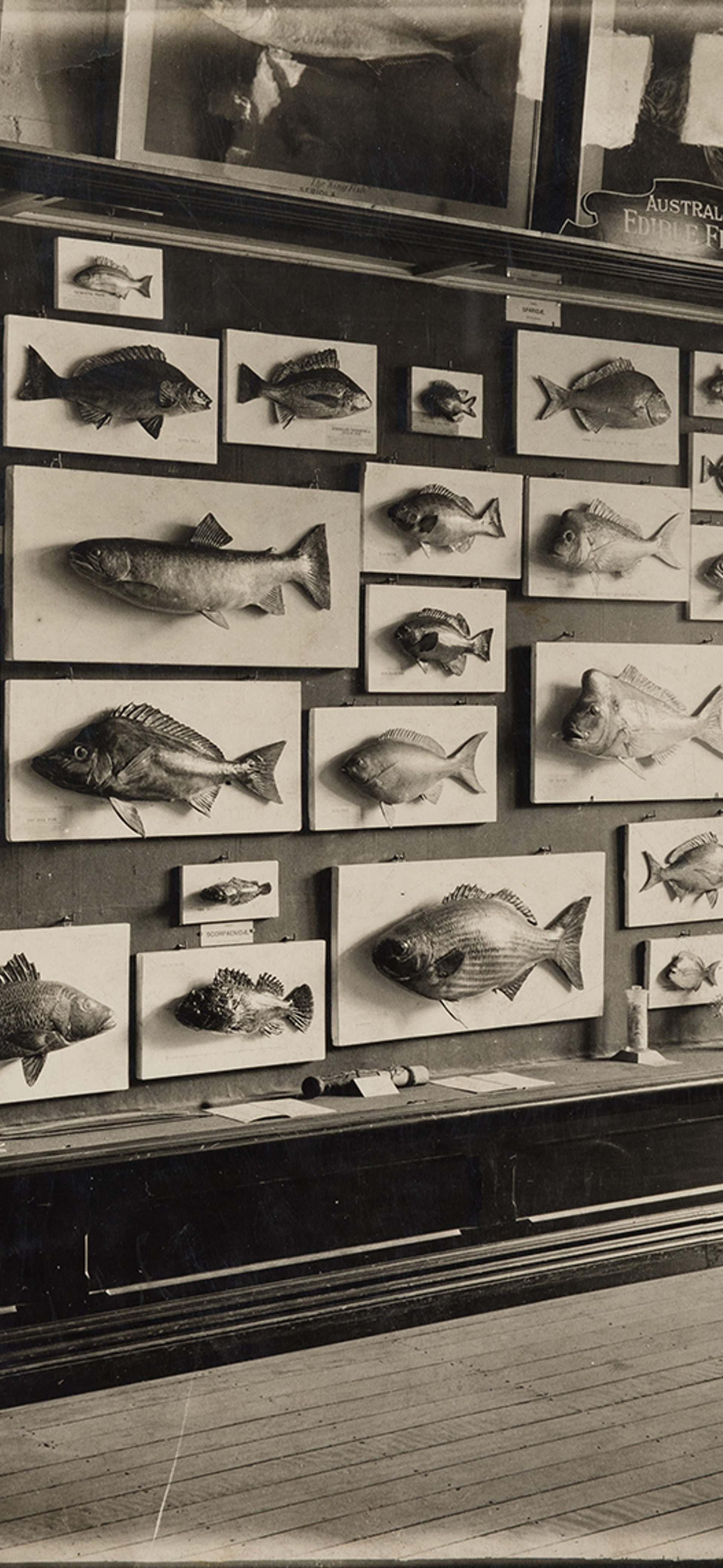 Marketable Fishes of New South Wales