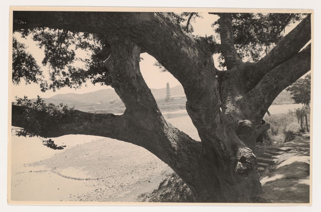Black and white photograph, depicting tree.