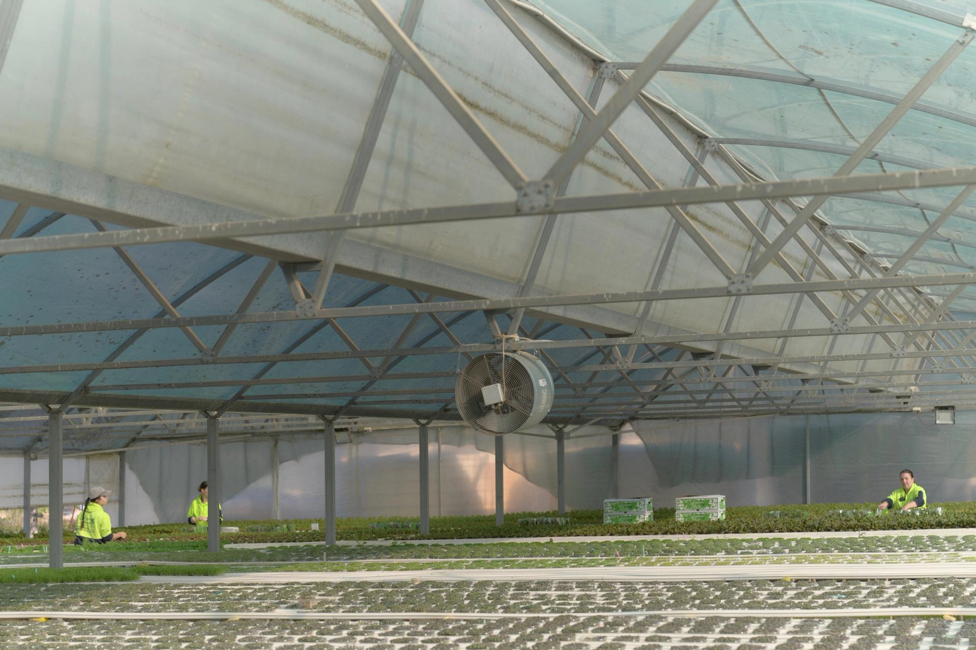 Rows of micro herbs inside of Gourmet Herbs growing shed.