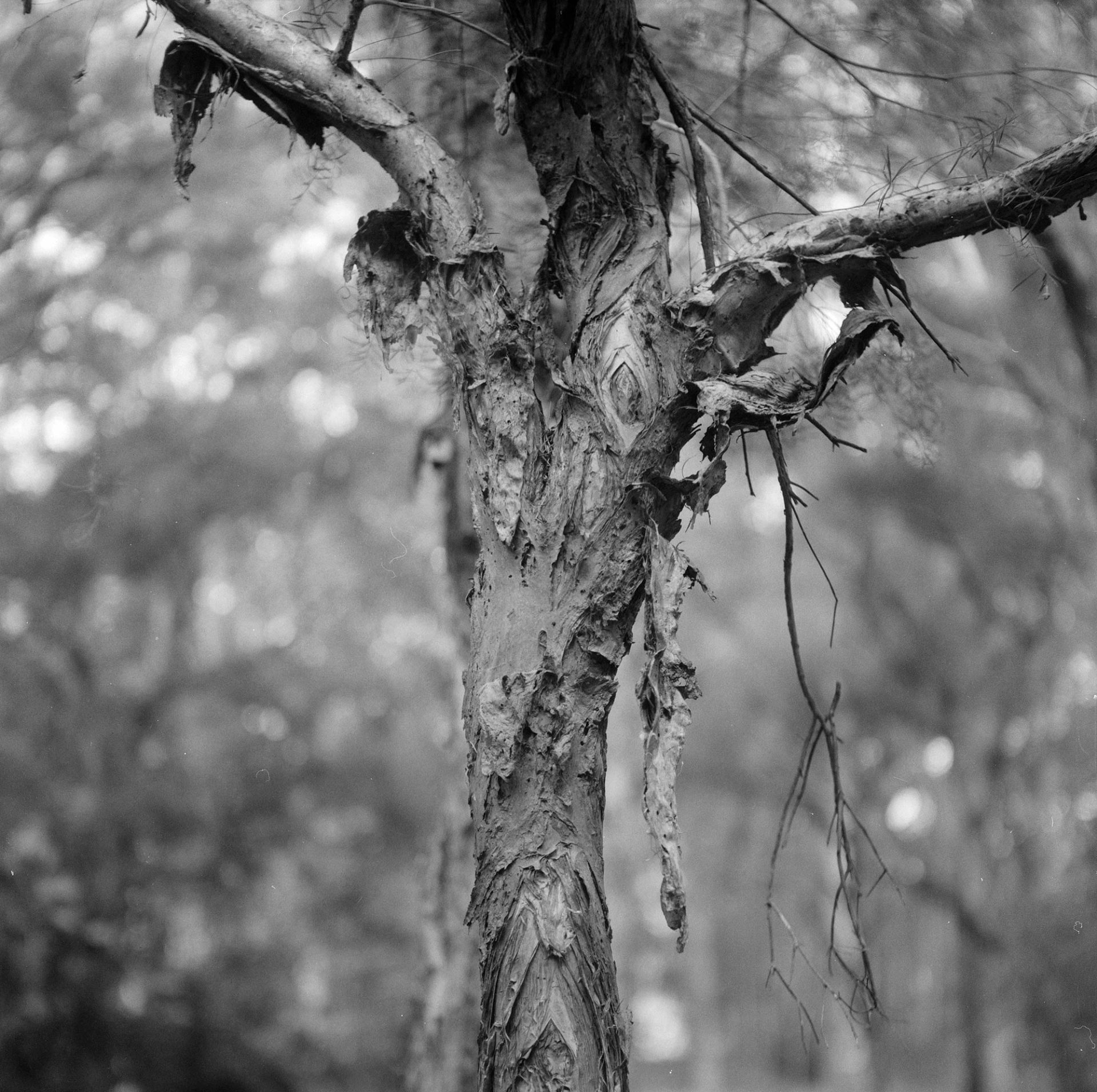Trunk of tree.