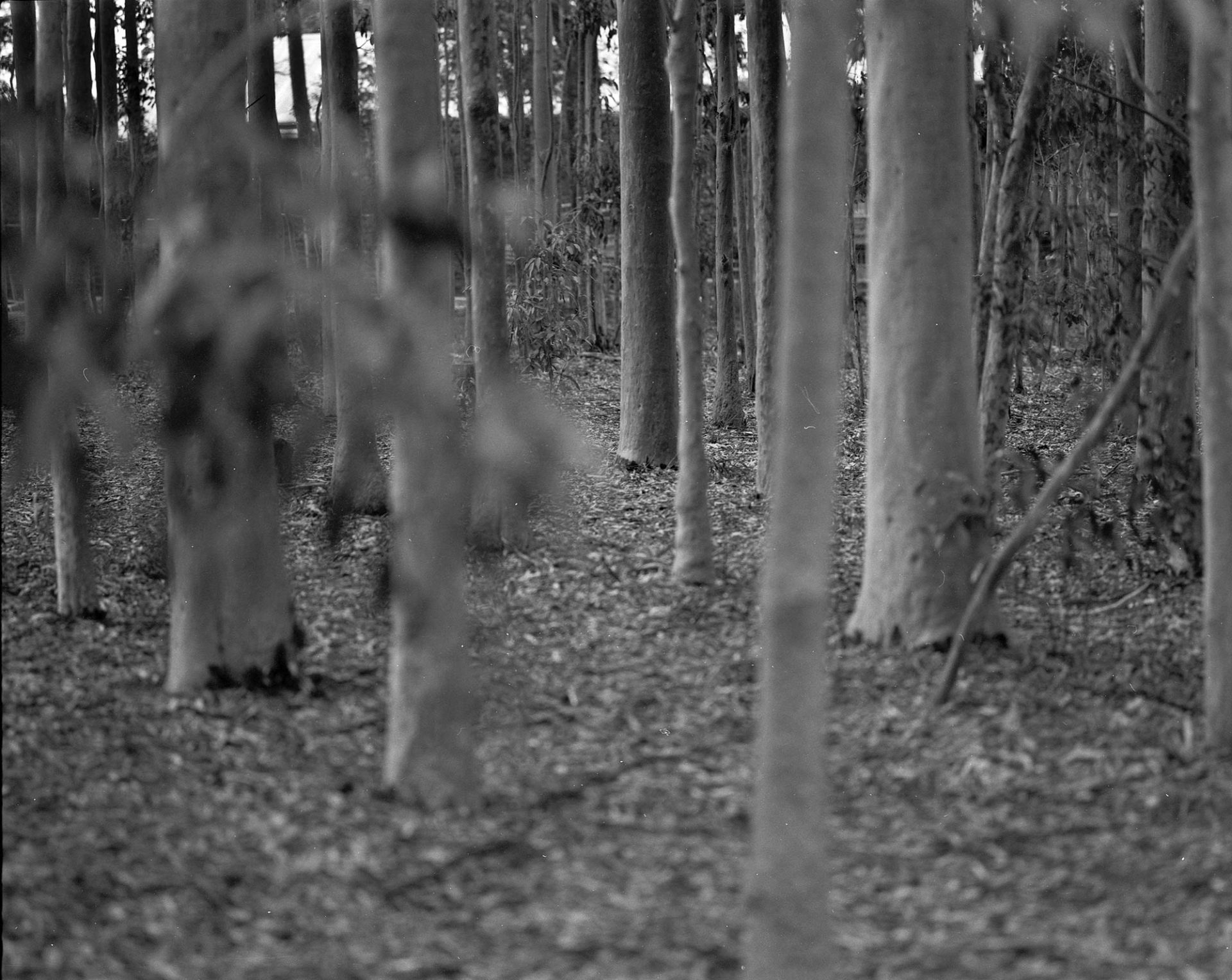 Trees in a row.