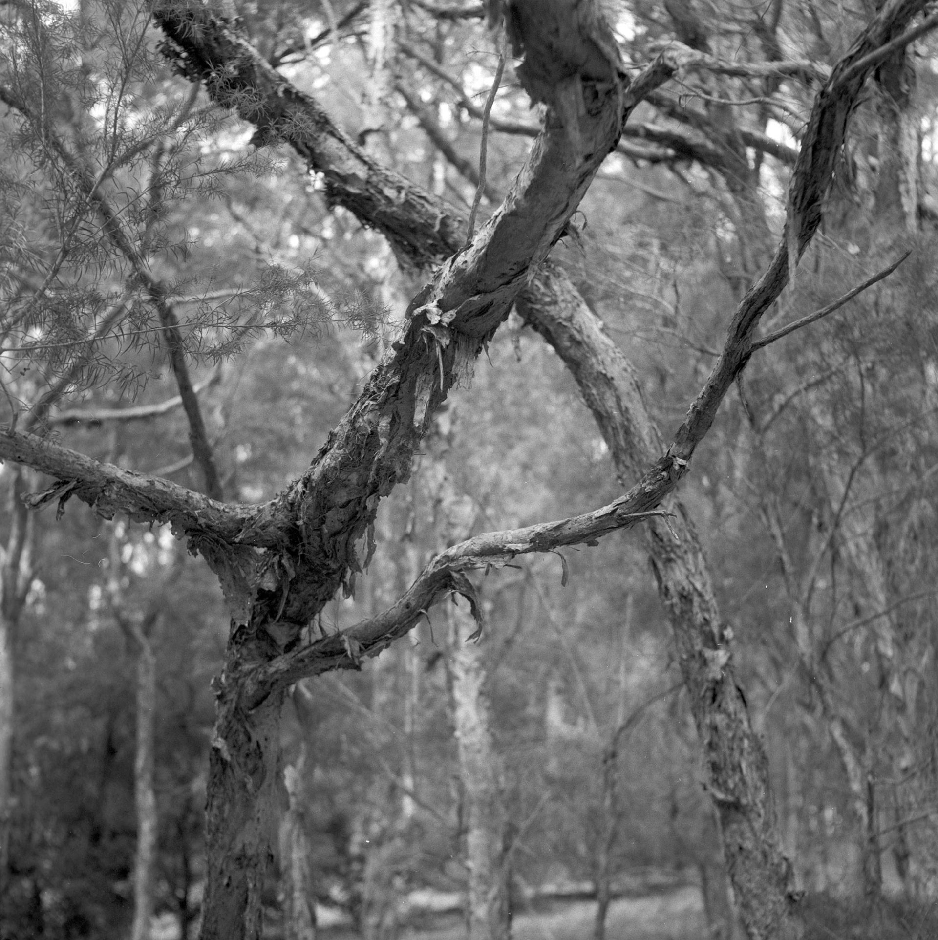 Tree.