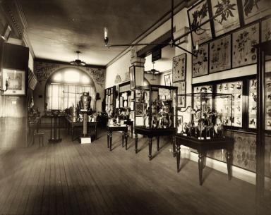 Sepia photograph of museum botanical display