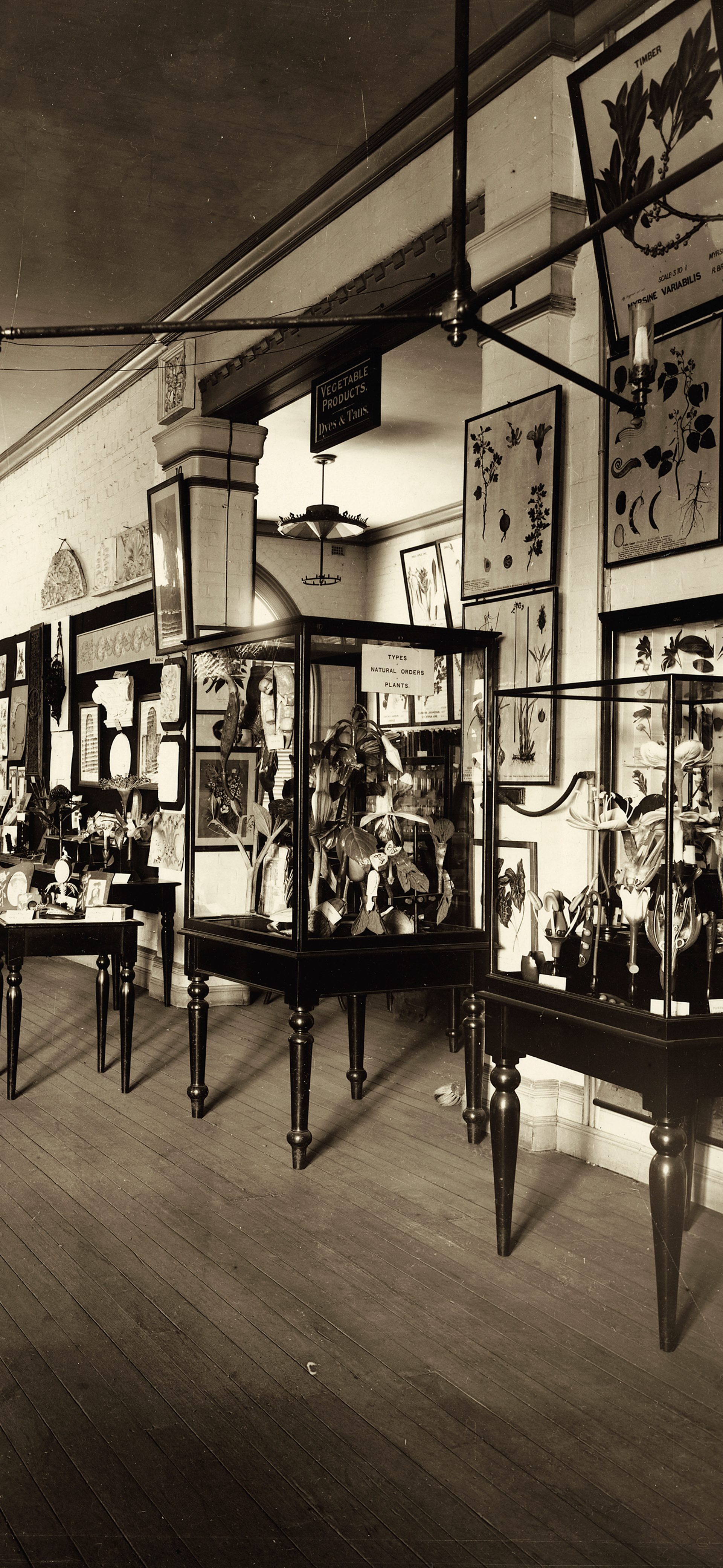 Sepia photograph of museum botanical display