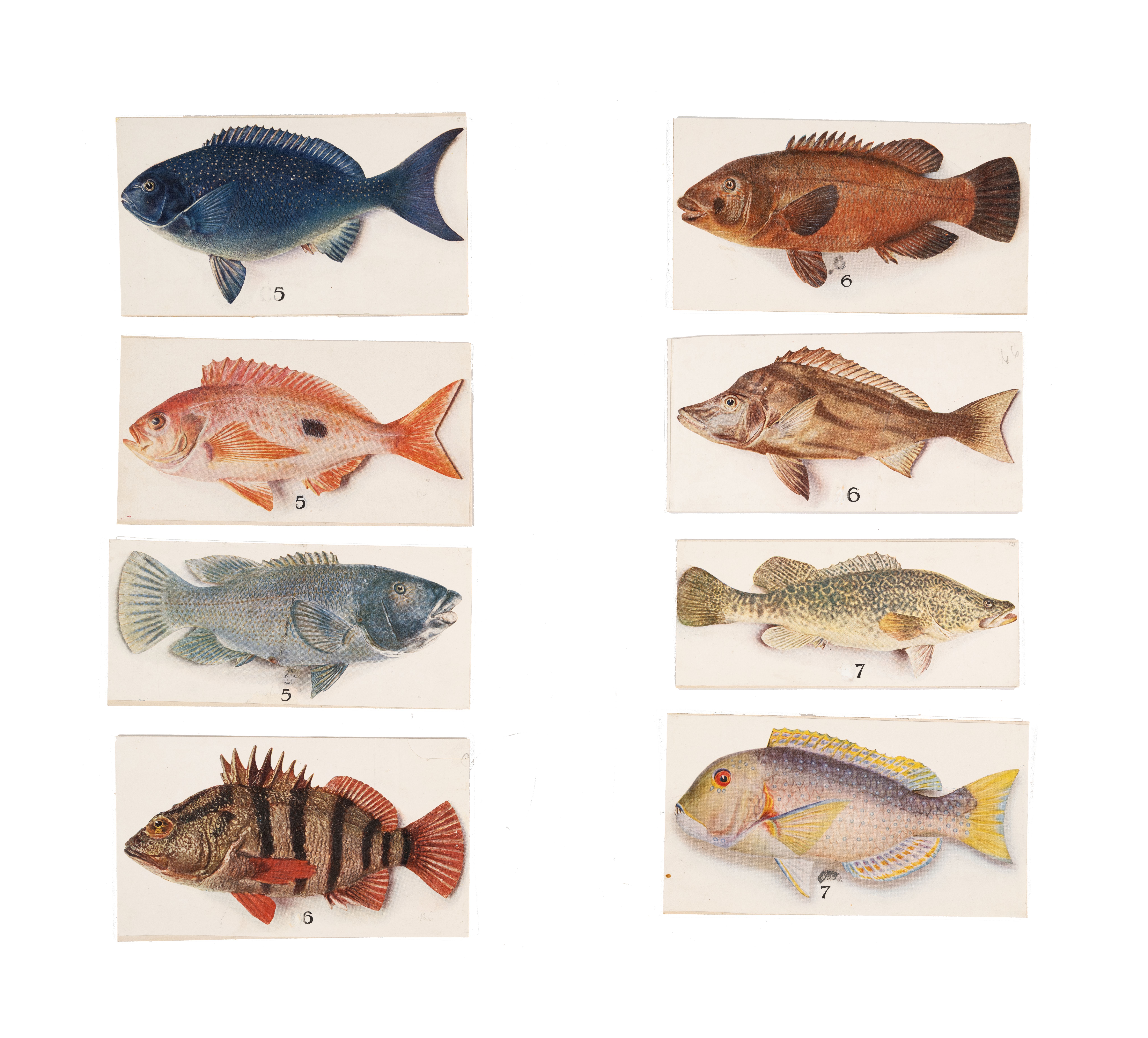 Colour illustrations of eight fish, viewed in silhouette, and arranged in two columns of four fish each, highlighting their features, including fins and scales.