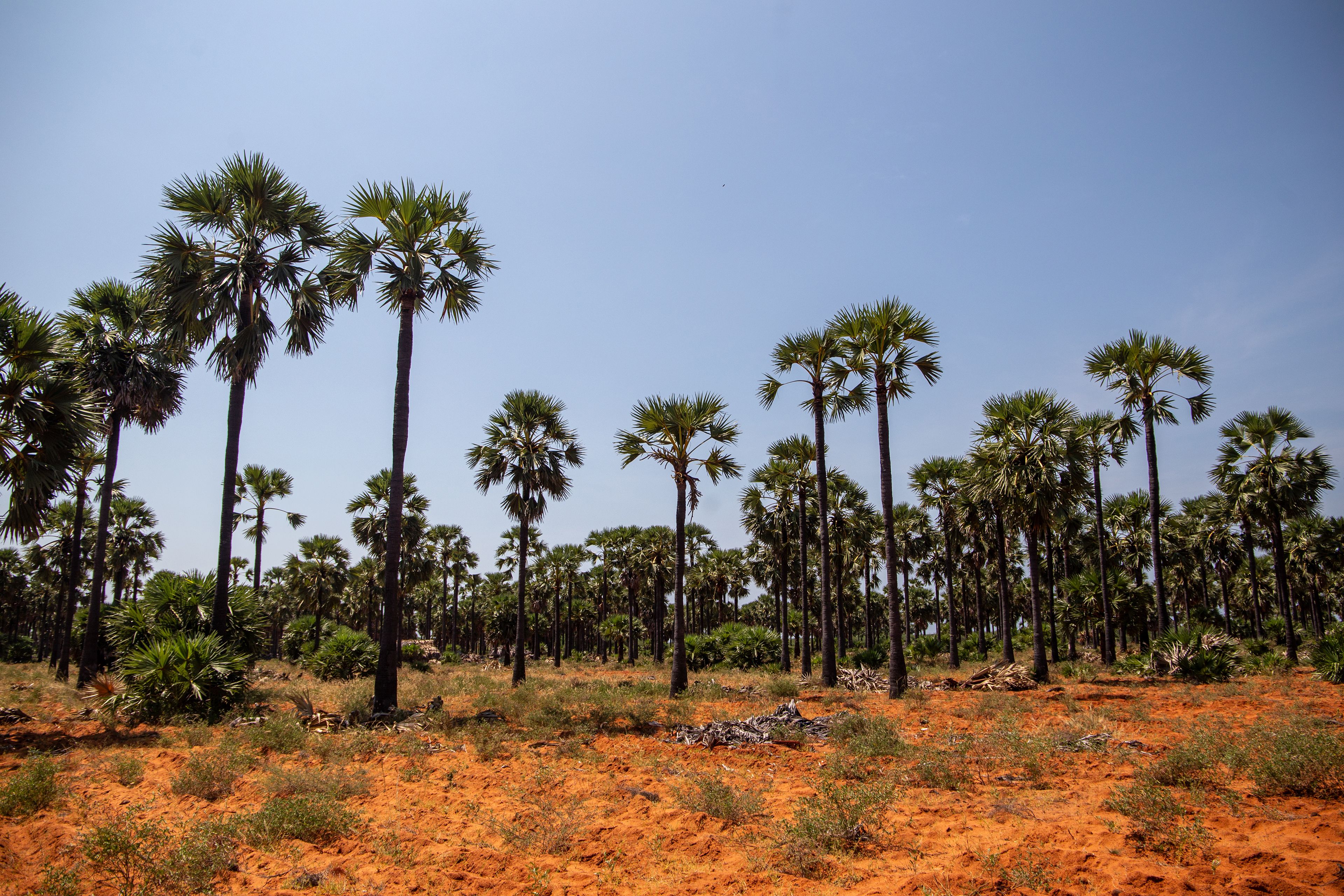 A landscape of tall palm trees with a blue sky and orange earth.