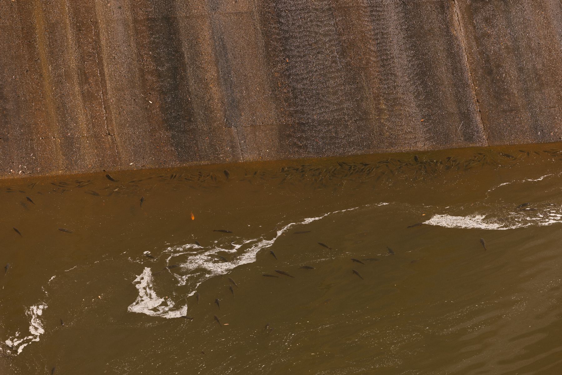 Fish swimming at the base of the dam