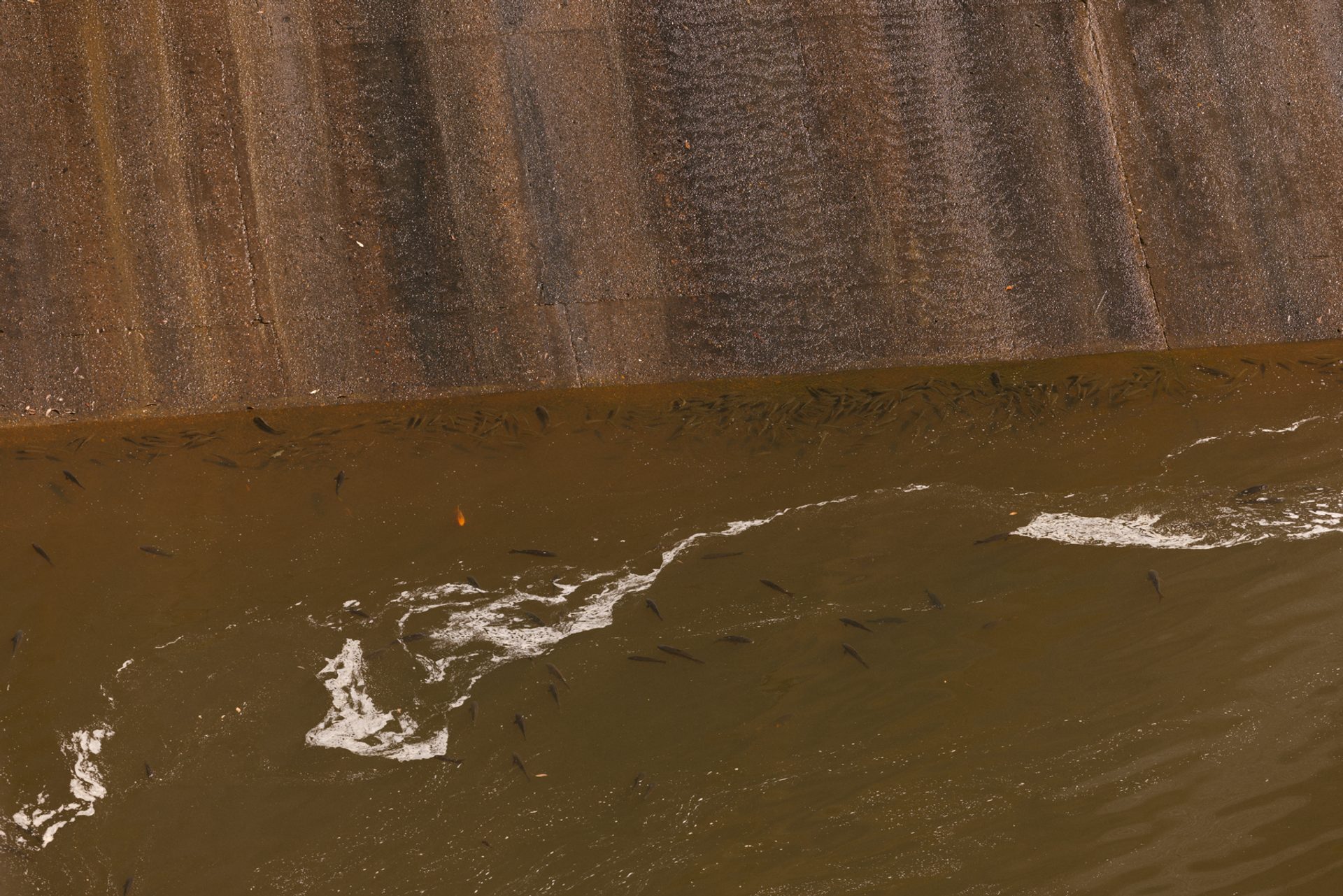 Fish swimming at the base of the dam