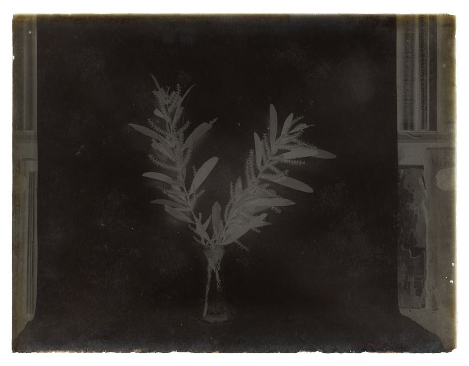 Glass plate, 'Native plant', part of glass plate negatives 'New South Wales scenes'