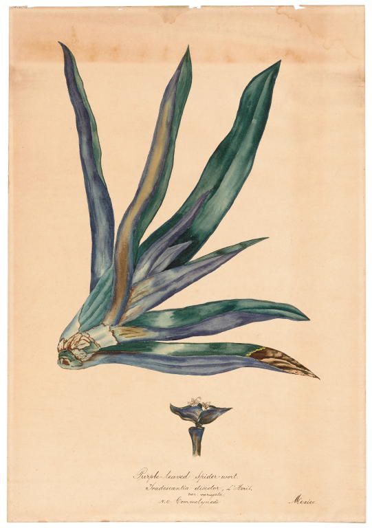 Botanical drawing, 'Tradescanita discolor', paper / watercolour