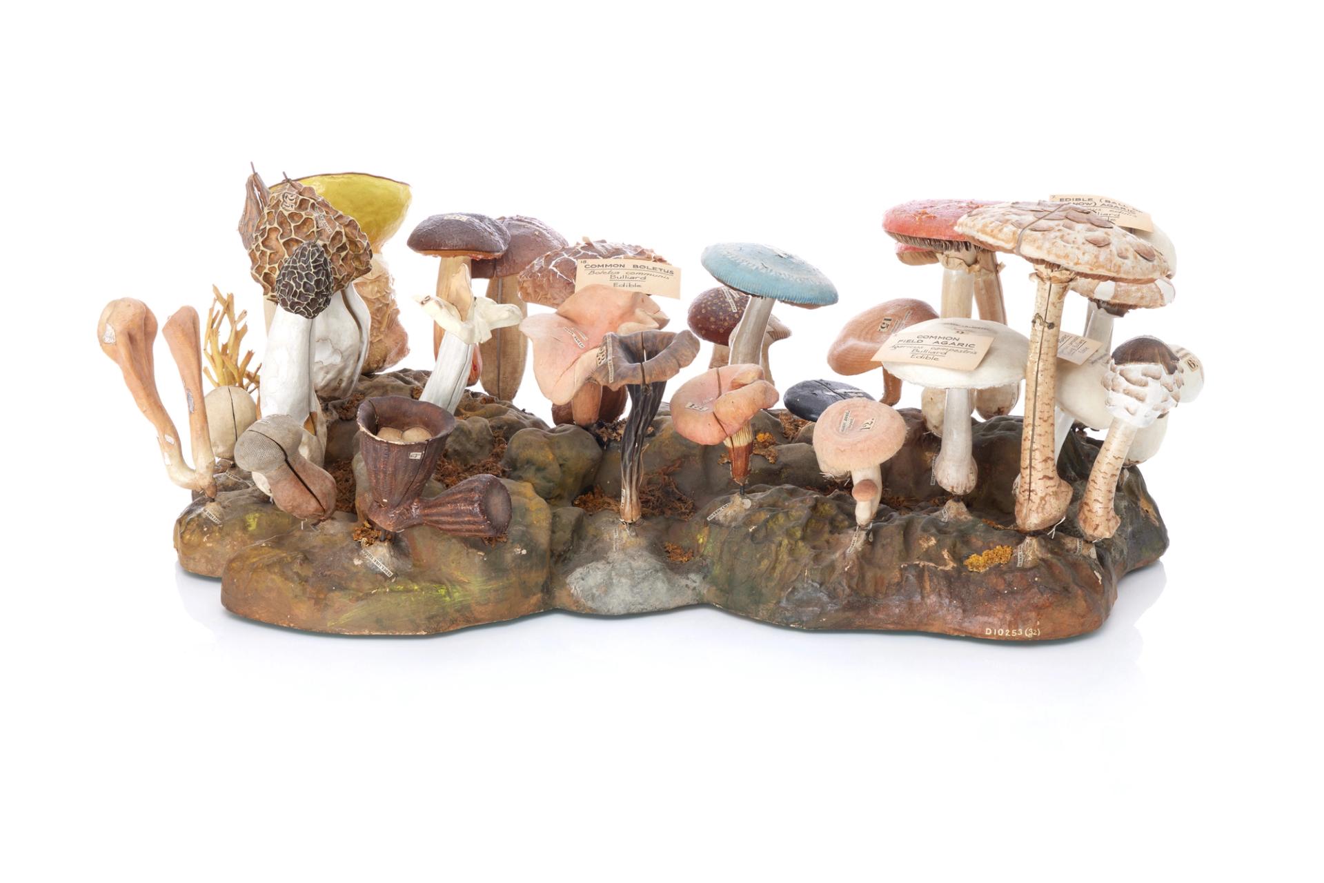 Botanical model showing 30 edible and inedible fungi made out of papier-mâché, by Dr Louis Thomas Jerome Auzoux