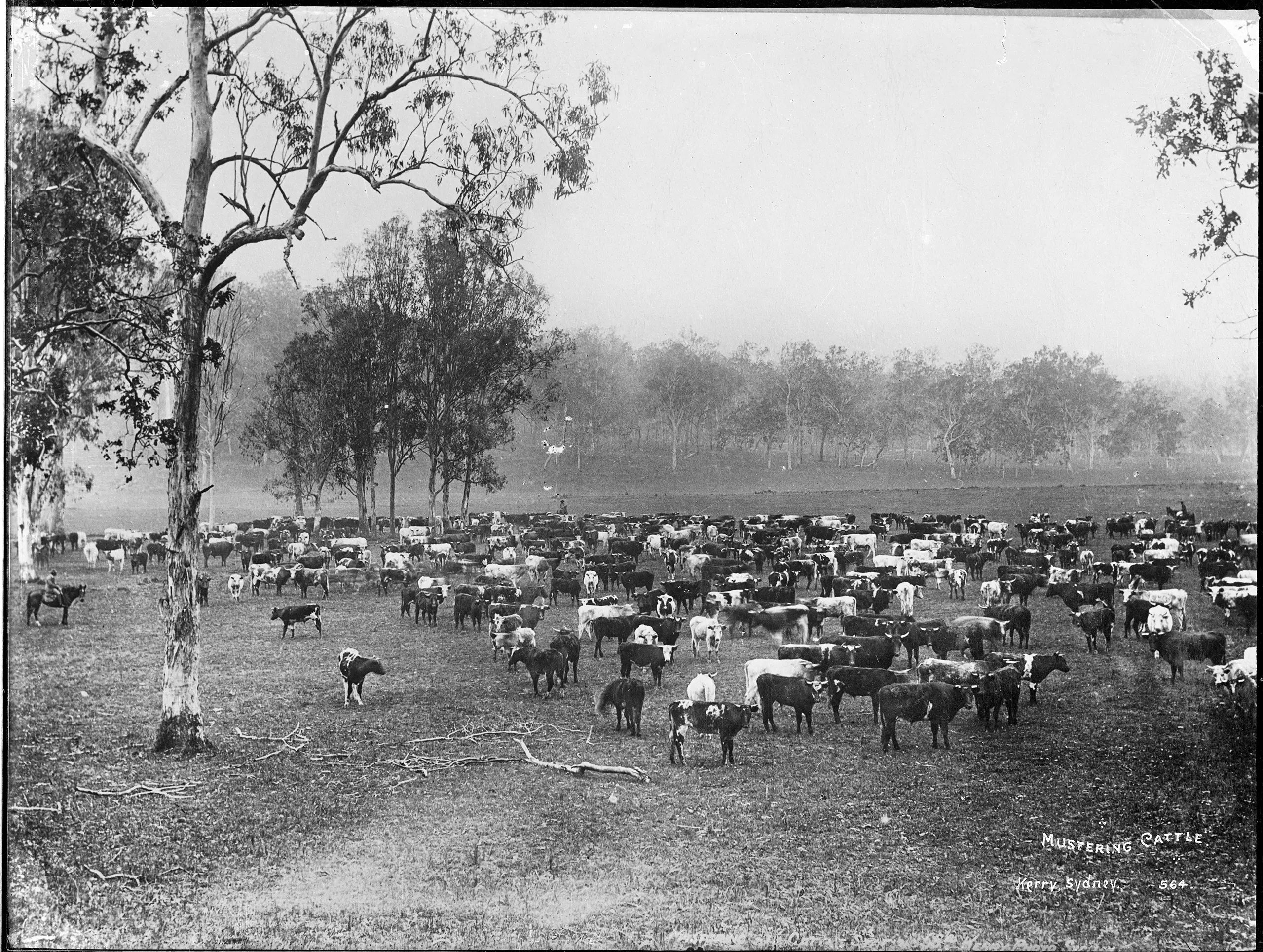 Silver gelatin dry plate glass negative in landscape format. The caption, studio number and studio mark are inscribed on the reverse of the negative.
