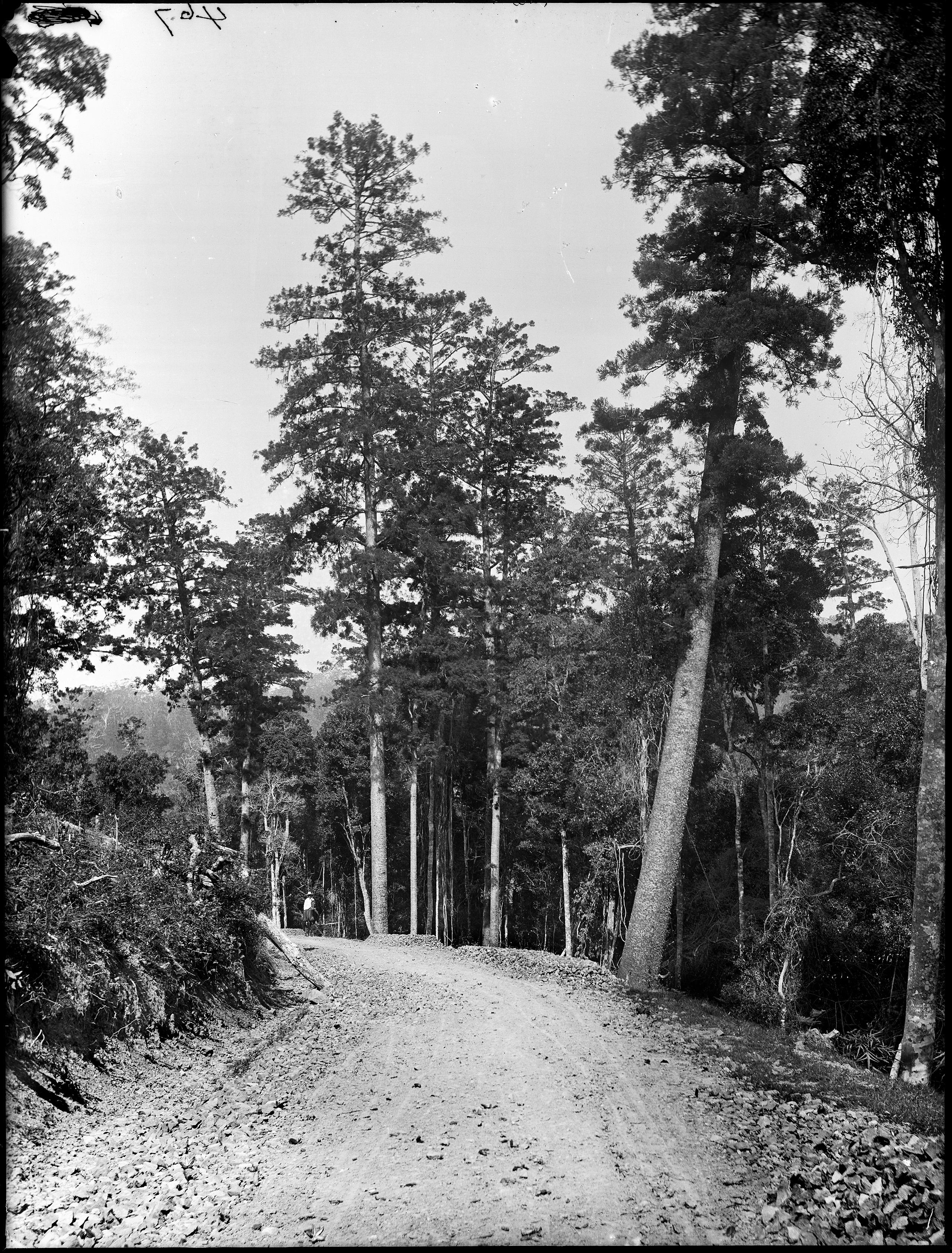 A person sitting on a horse on the side of a dirt road surrounded by a pine forest.