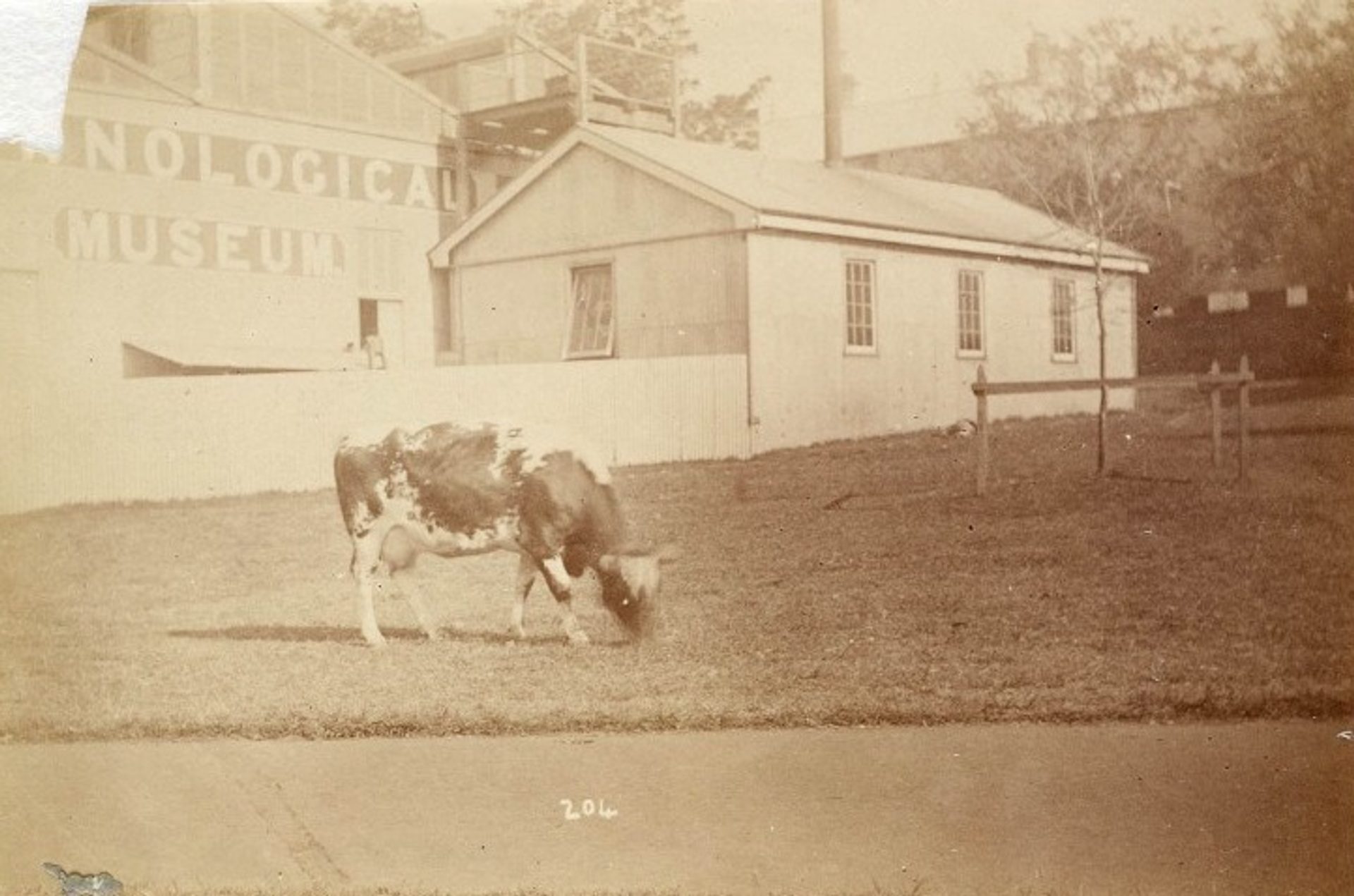 Sepia photograph of the Technological Museum and a cow in the foreground