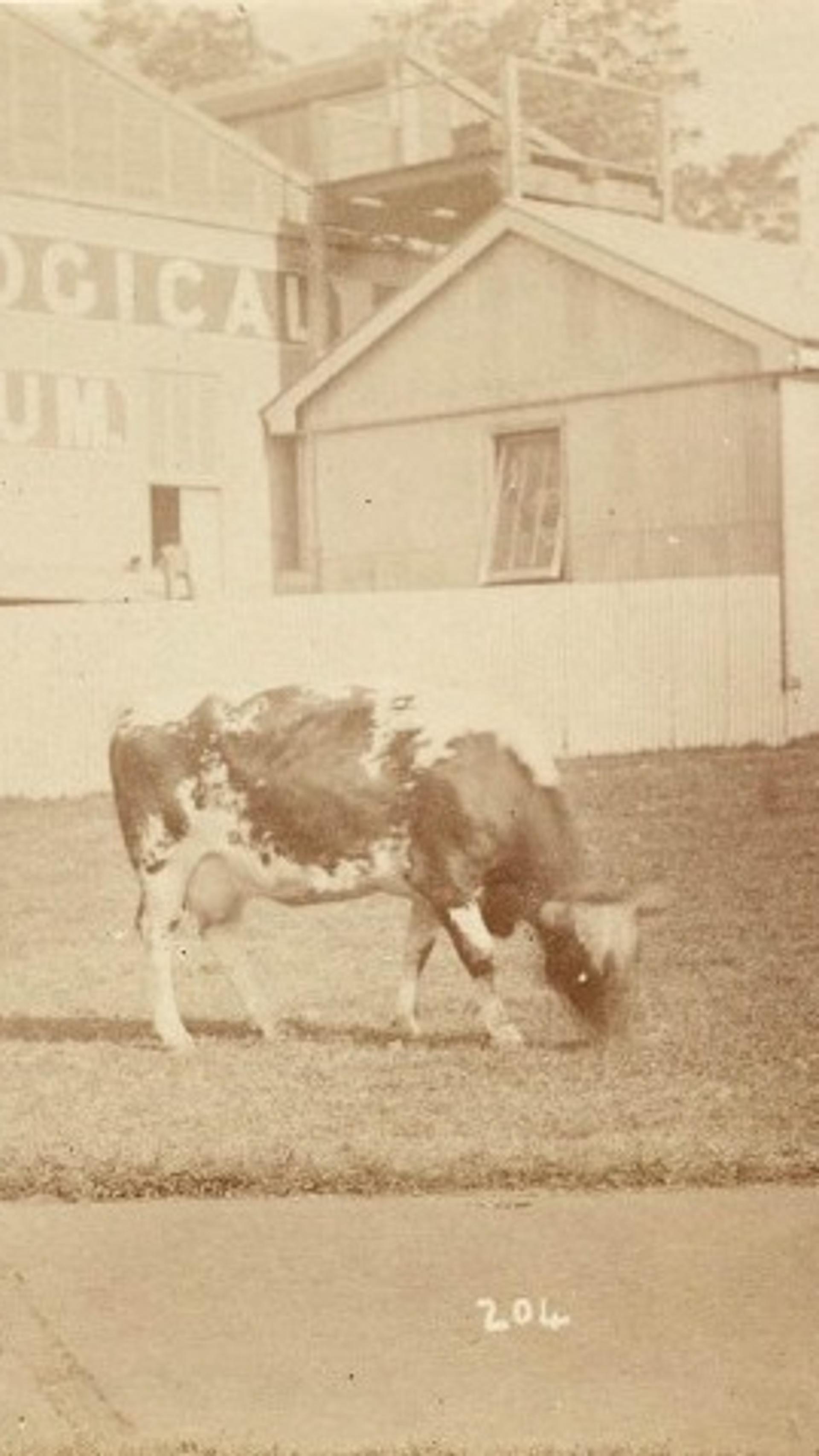 Sepia photograph of the Technological Museum and a cow in the foreground