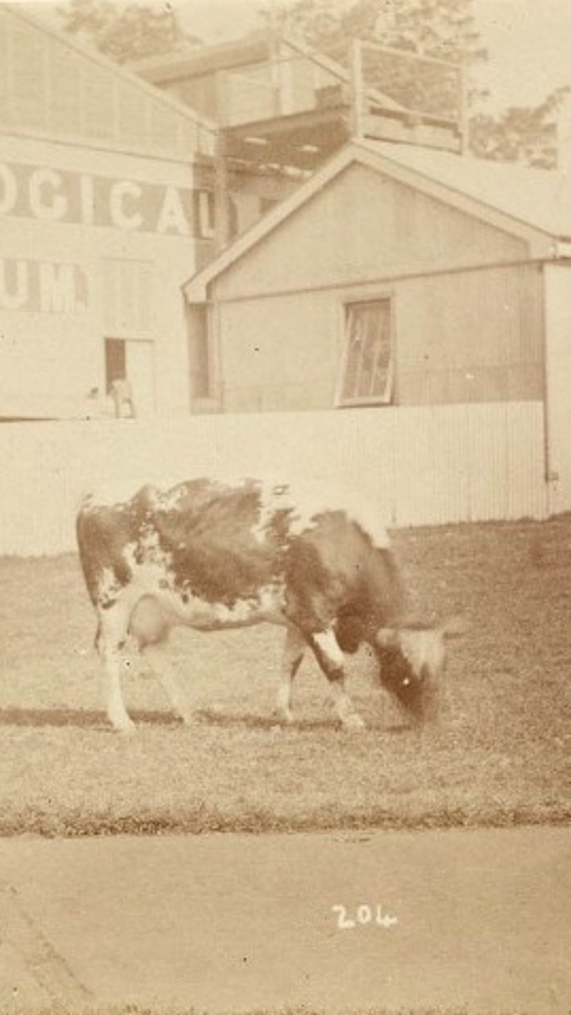 Sepia photograph of the Technological Museum and a cow in the foreground