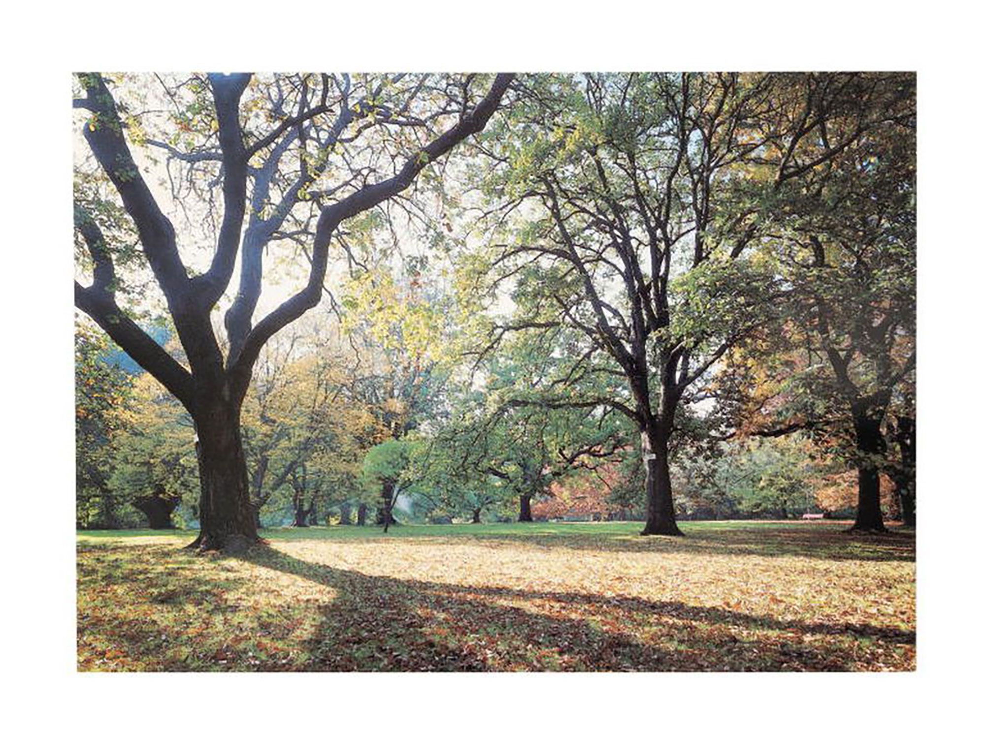 A postcard featuring a colour photograph described as 'The Oak Lawn in autumn in the Royal Botanic Gardens, Melbourne'.