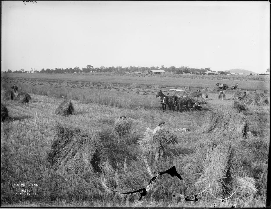Silver gelatin dry plate glass negative in landscape format.