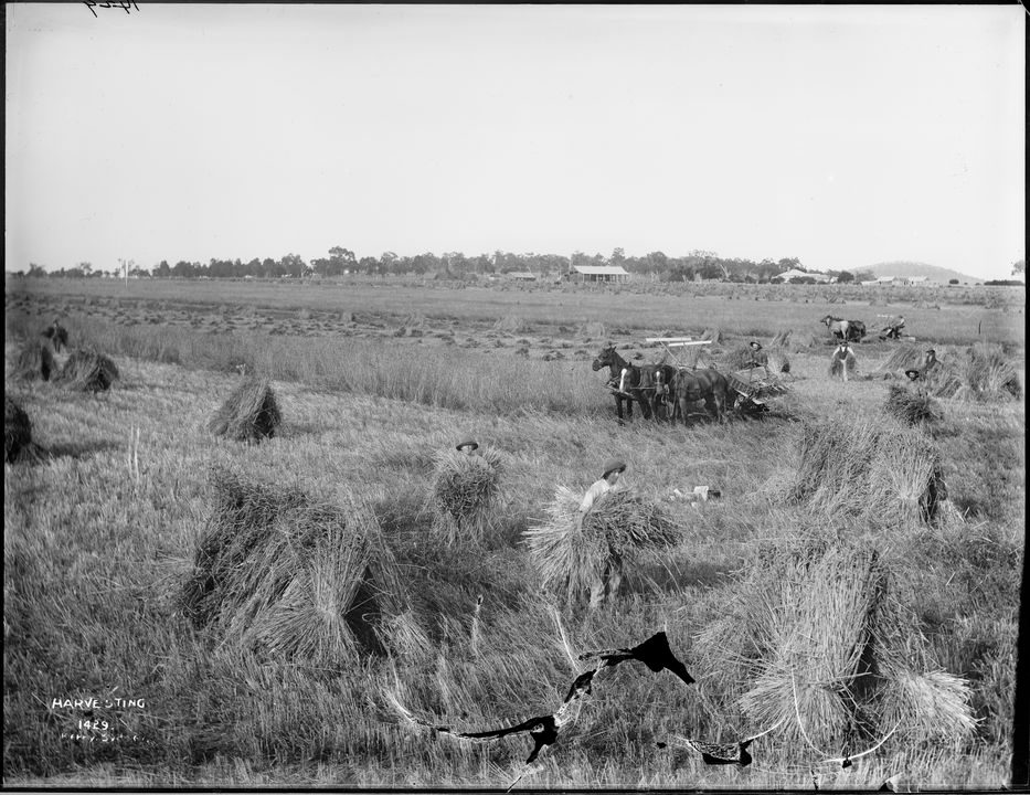 Silver gelatin dry plate glass negative in landscape format.