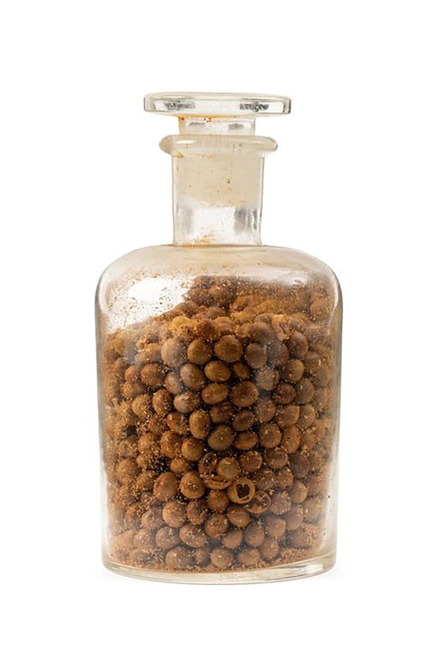 Soybean botanical specimens in a glass jar.