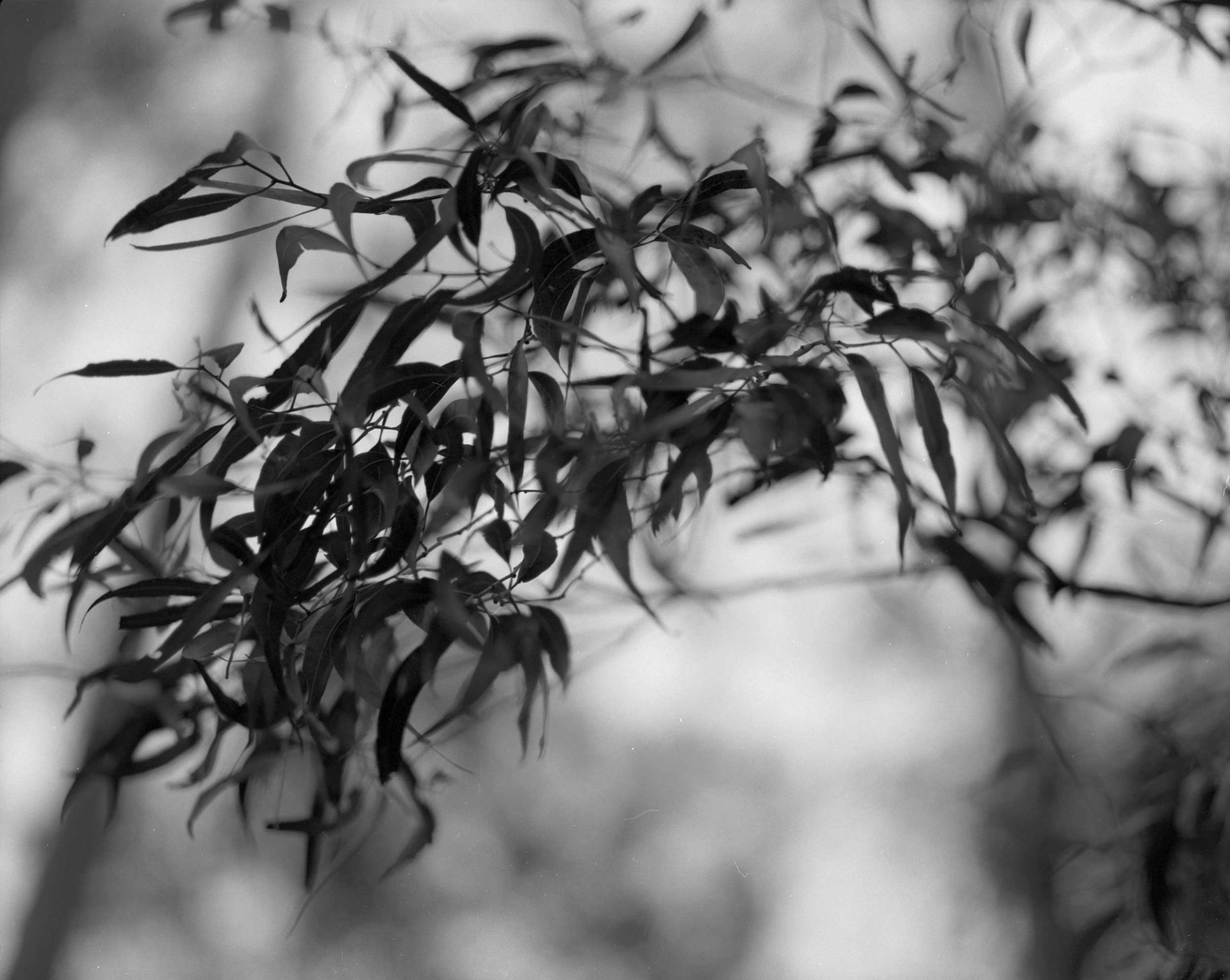 Branch of leaves.