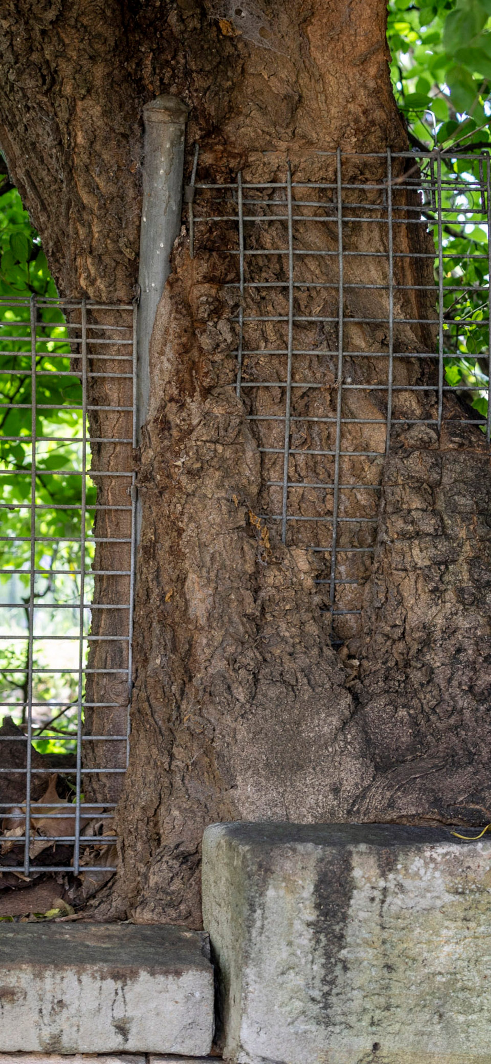 The Tree Still Grows the River Still Flows: Country listens Country remembers