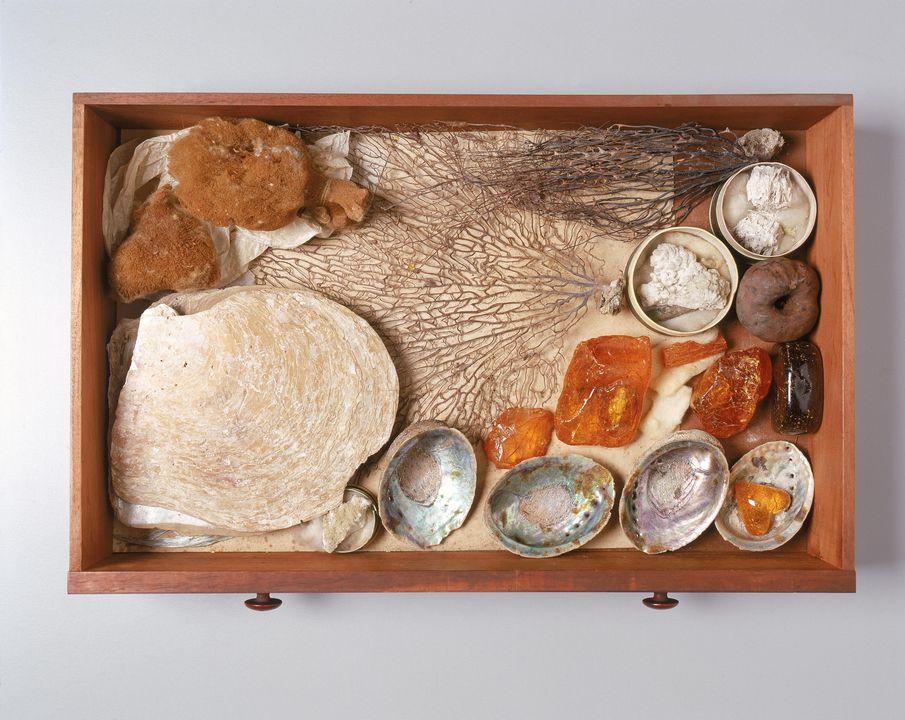 Mineral and sea specimens displayed inside a wooden drawer with knobs.