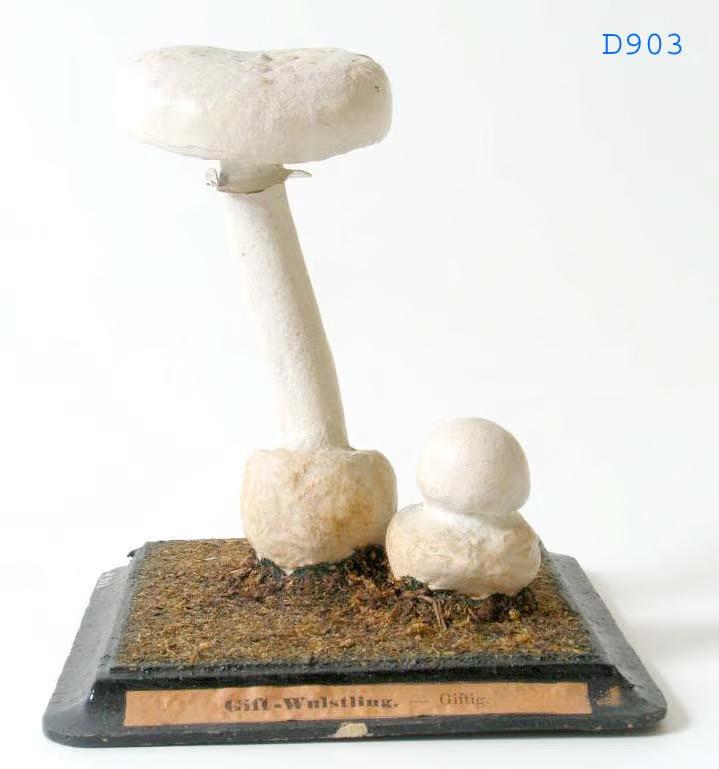 Plaster & papier-mâché Models of Fungi. Paper label on front of black wooden base reads 'Gift - Wulstling - Giftig'. 2 mushrooms, 1 mature, 1 immature. Stem rises out of bulbous circular cream coloured cup with naroow white stem and cream ring, pronounced gills and circular flat cream cap.