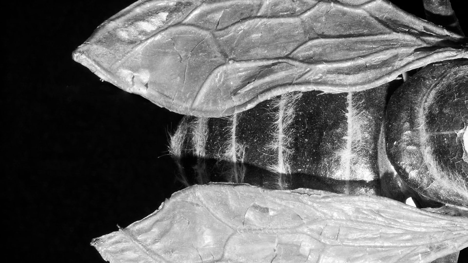 An aerial view close-up of the back of a bee.