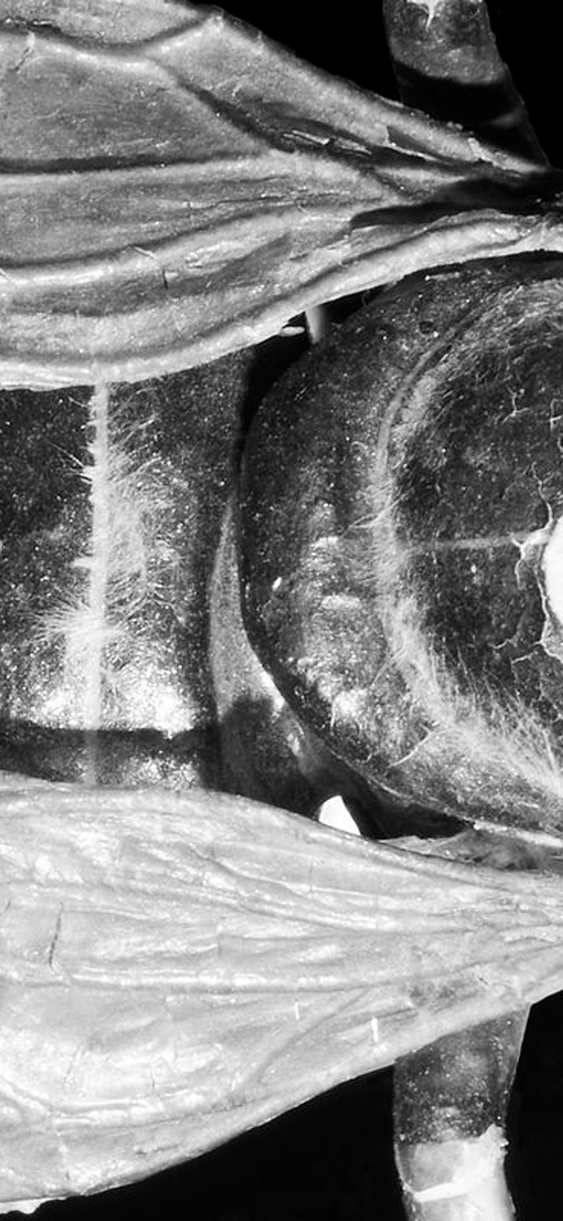 Powerhouse Late x Vivid Ideas: Natural Wonder