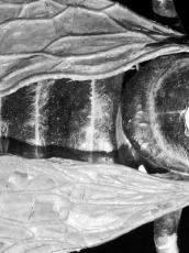 An aerial view close-up of the back of a bee.