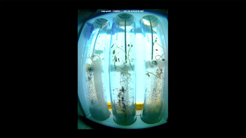 Alfalfa seeds sprouting in three clear tubes, backlit by a blue light.