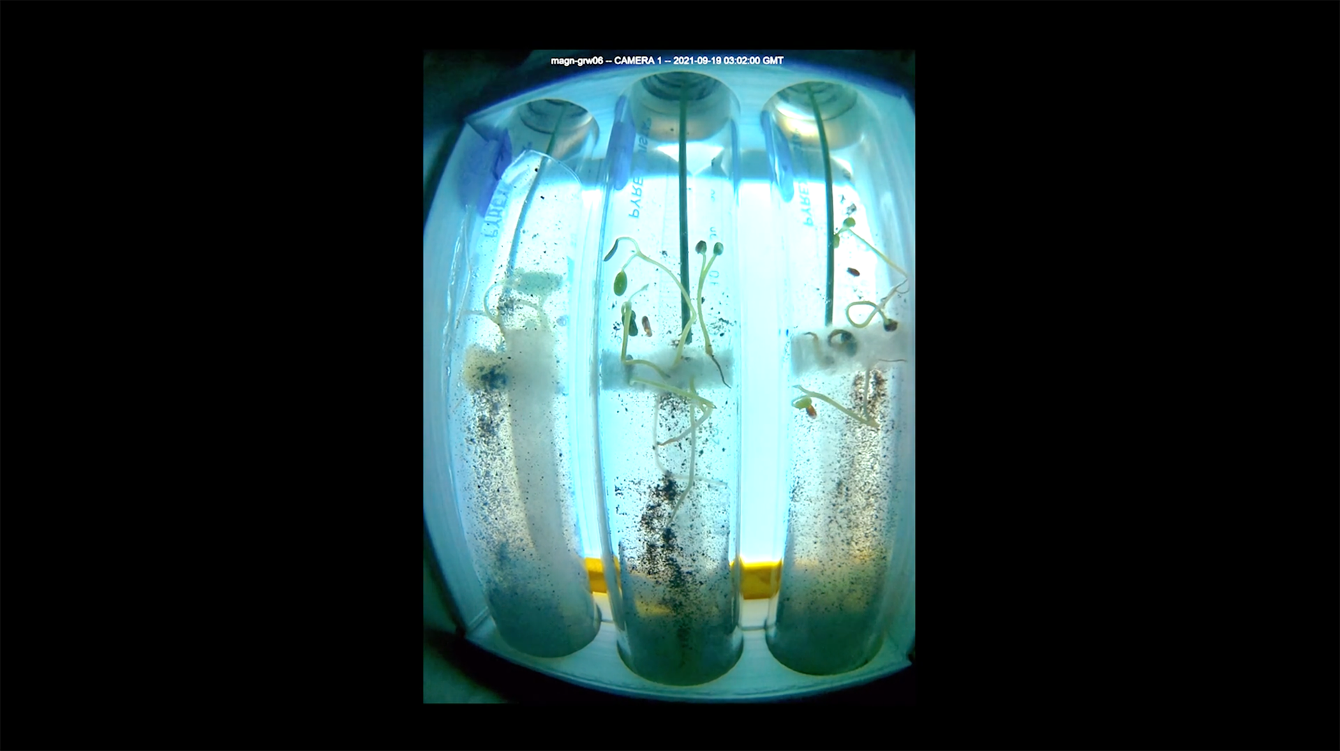 Alfalfa seeds sprouting in three clear tubes, backlit by a blue light.