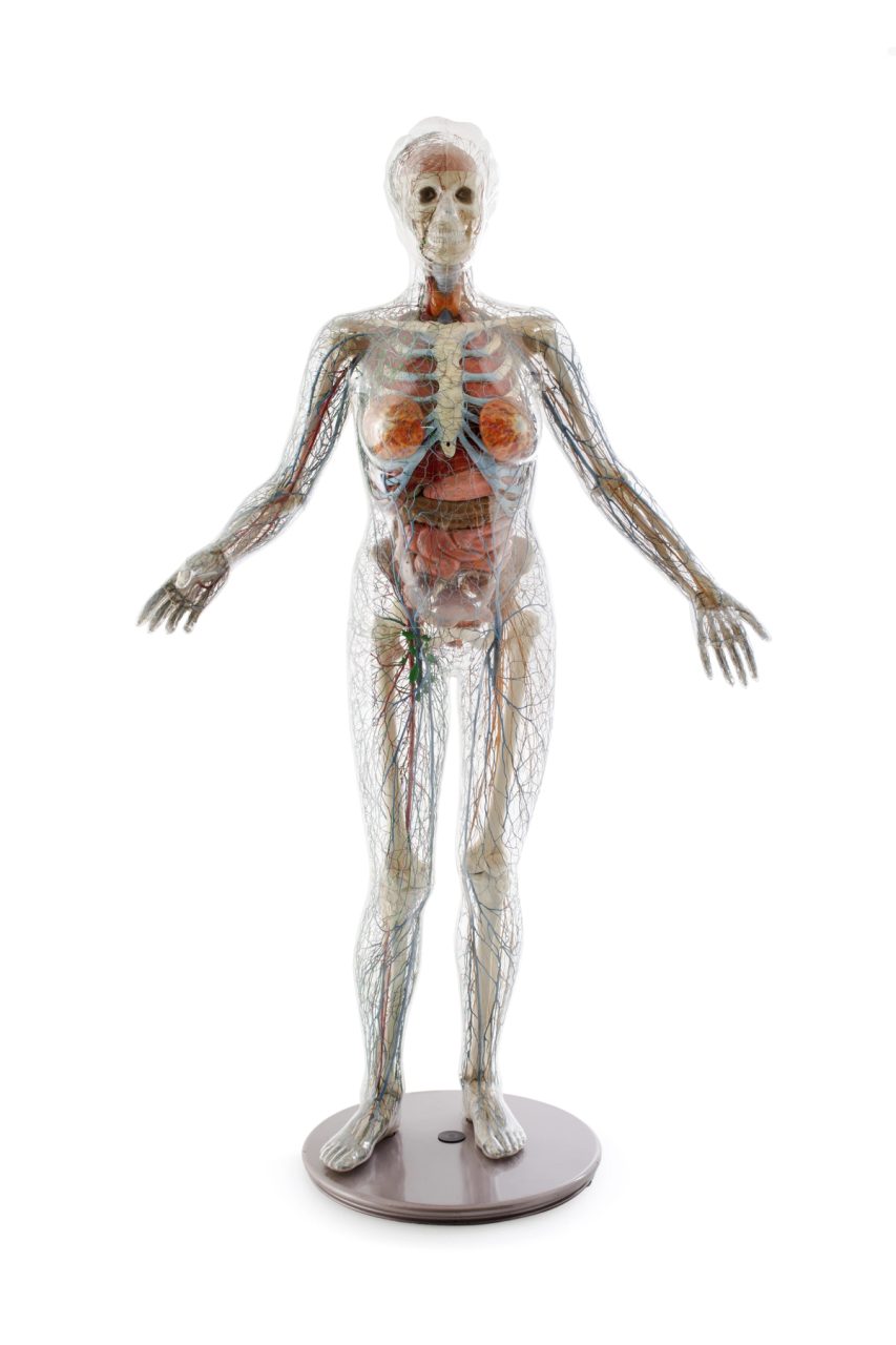 A life-size anatomical model of a woman with transparent plastic casing revealing her internal construction. The skeleton is cast aluminium painted white. The arterial and venous systems are represented by red and blue coloured plastic tubing. The nervous and lymphatic systems are represented by brown and green coloured plastic tubing. The body organs and brain are made from pink, orange, brown and yellow plastics.