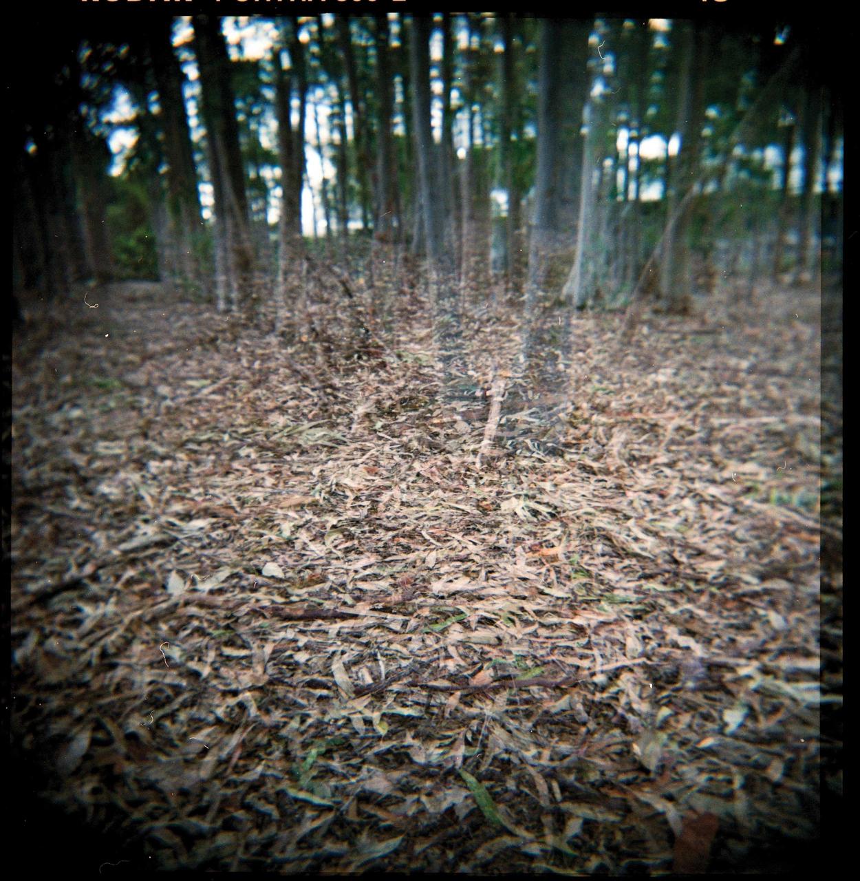 Ground cover under eucalypts.