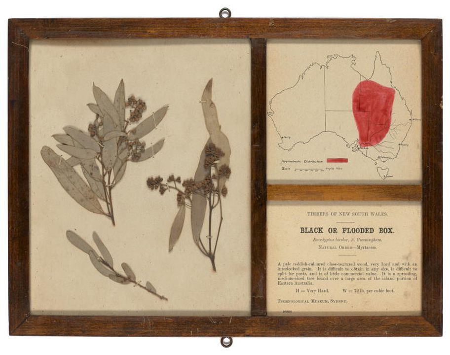 Plant specimens, framed, 'Timbers of New South Wales / Black or Flooded Box', wood / metal / glass / paper / organic material, maker unknown, Australia, date unknown