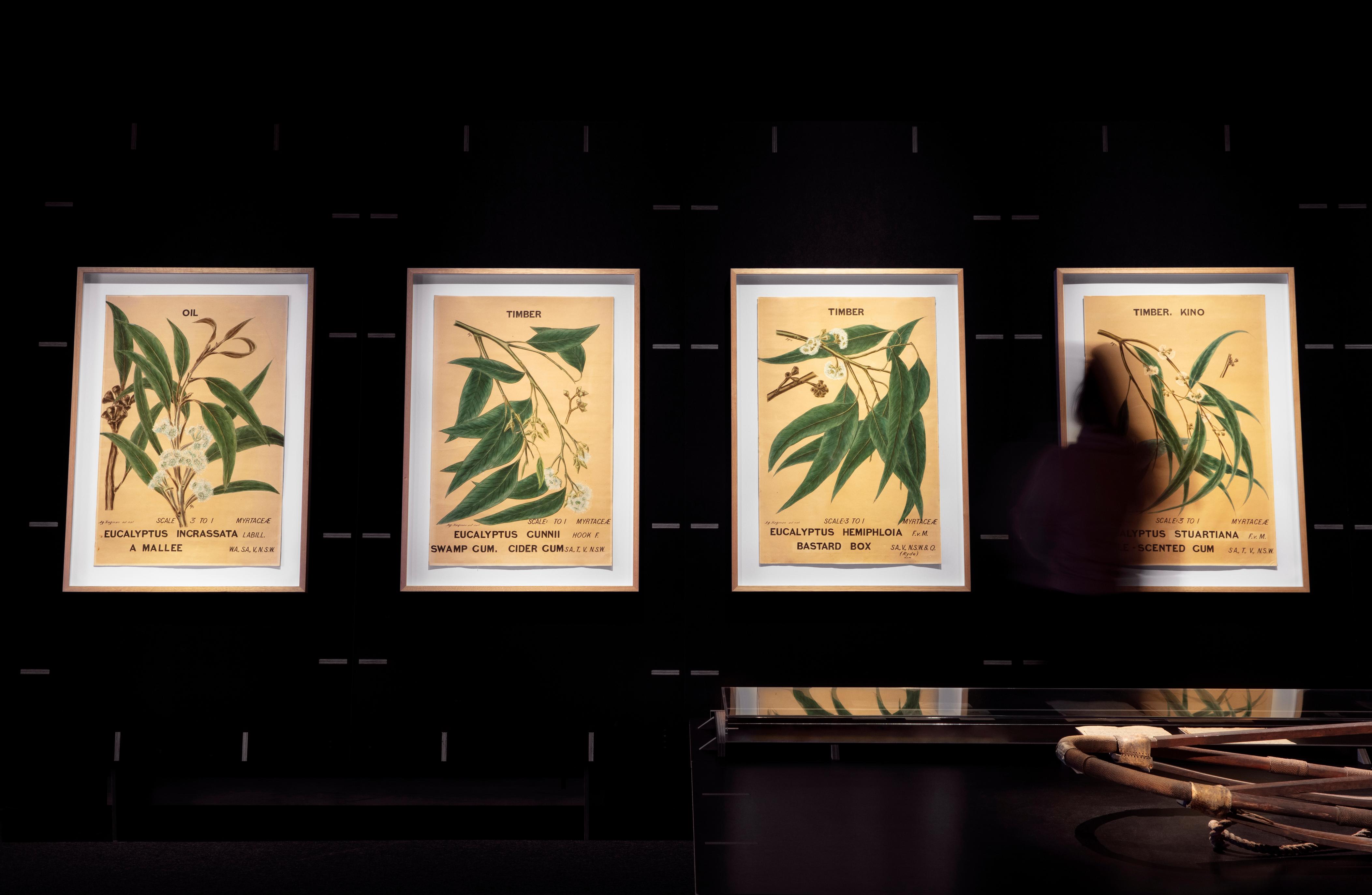 Four large water colour paintings of eucalyptus leaves. A blurred figure stands in front of the far right image.