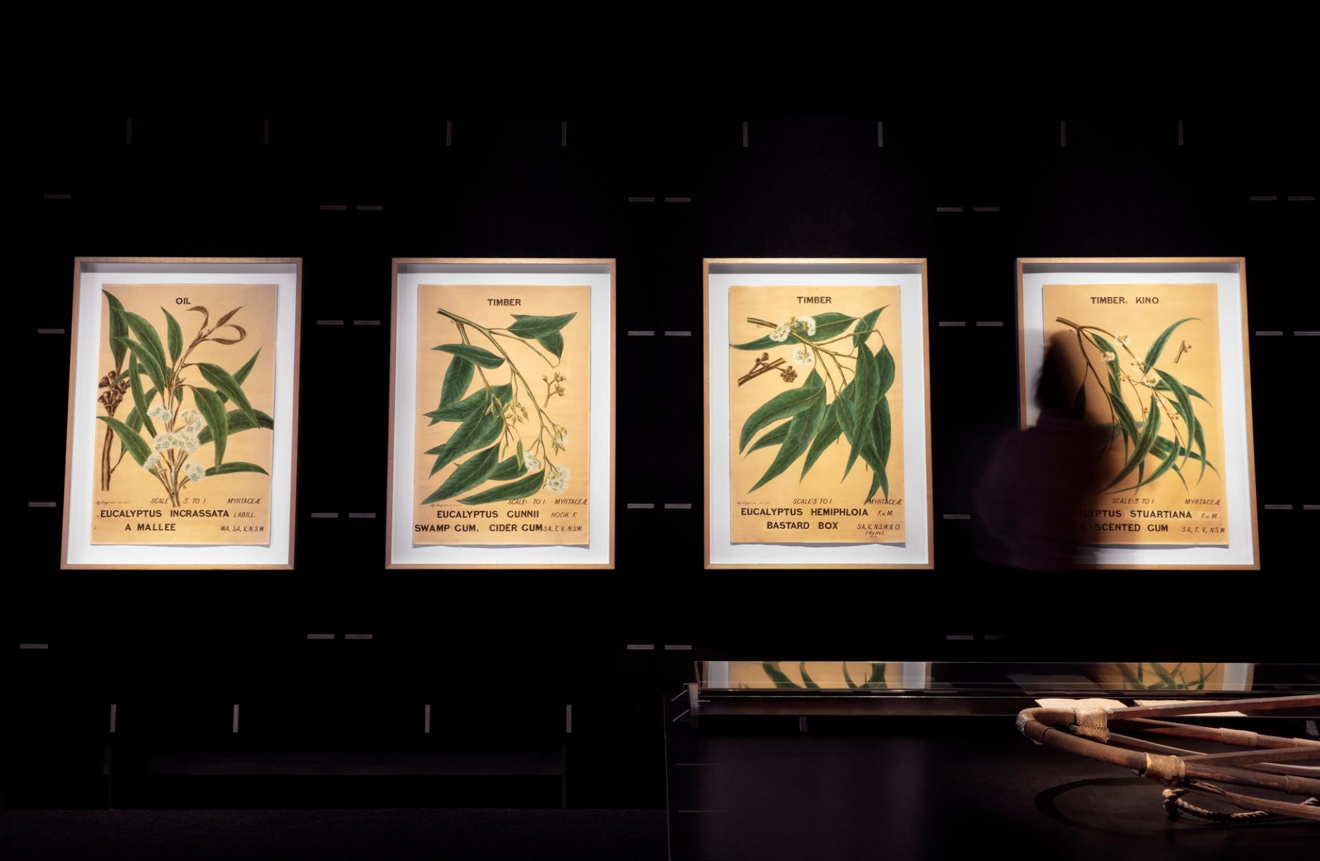 Four large water colour paintings of eucalyptus leaves. A blurred figure stands in front of the far right image.