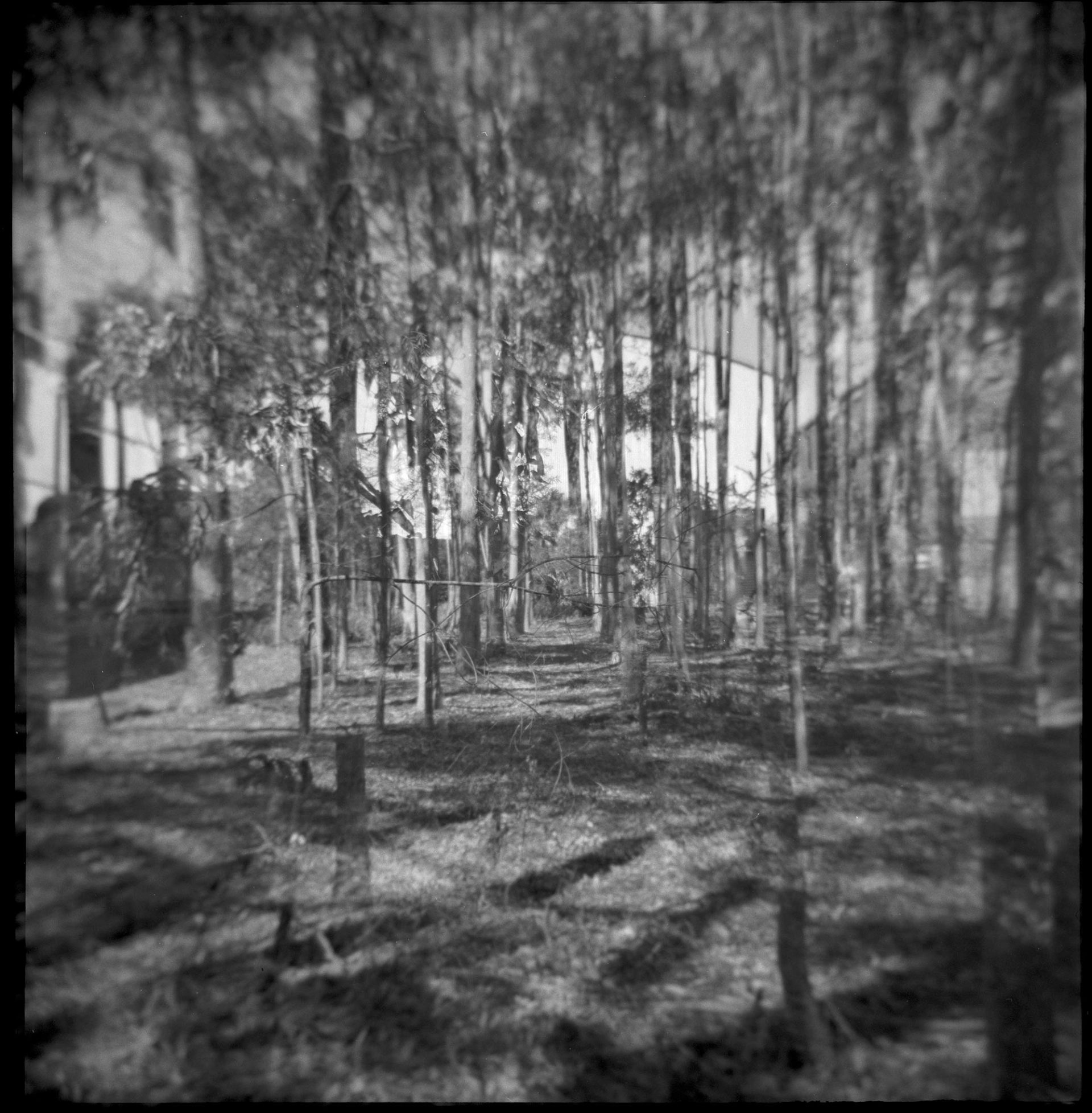 Trees