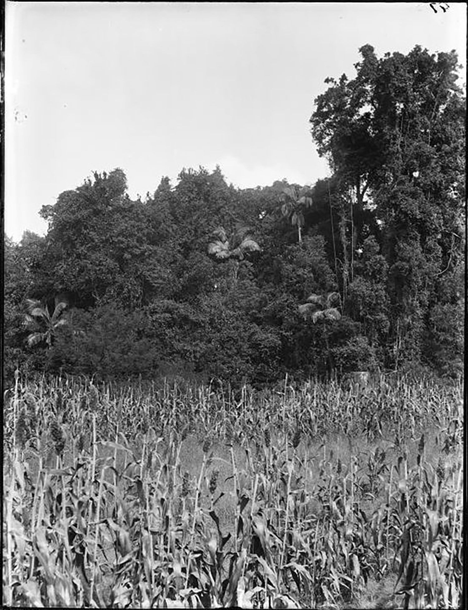 Black and white glass plate negative of a country scene of a maize/corn field with eucalypts and tall palm trees.