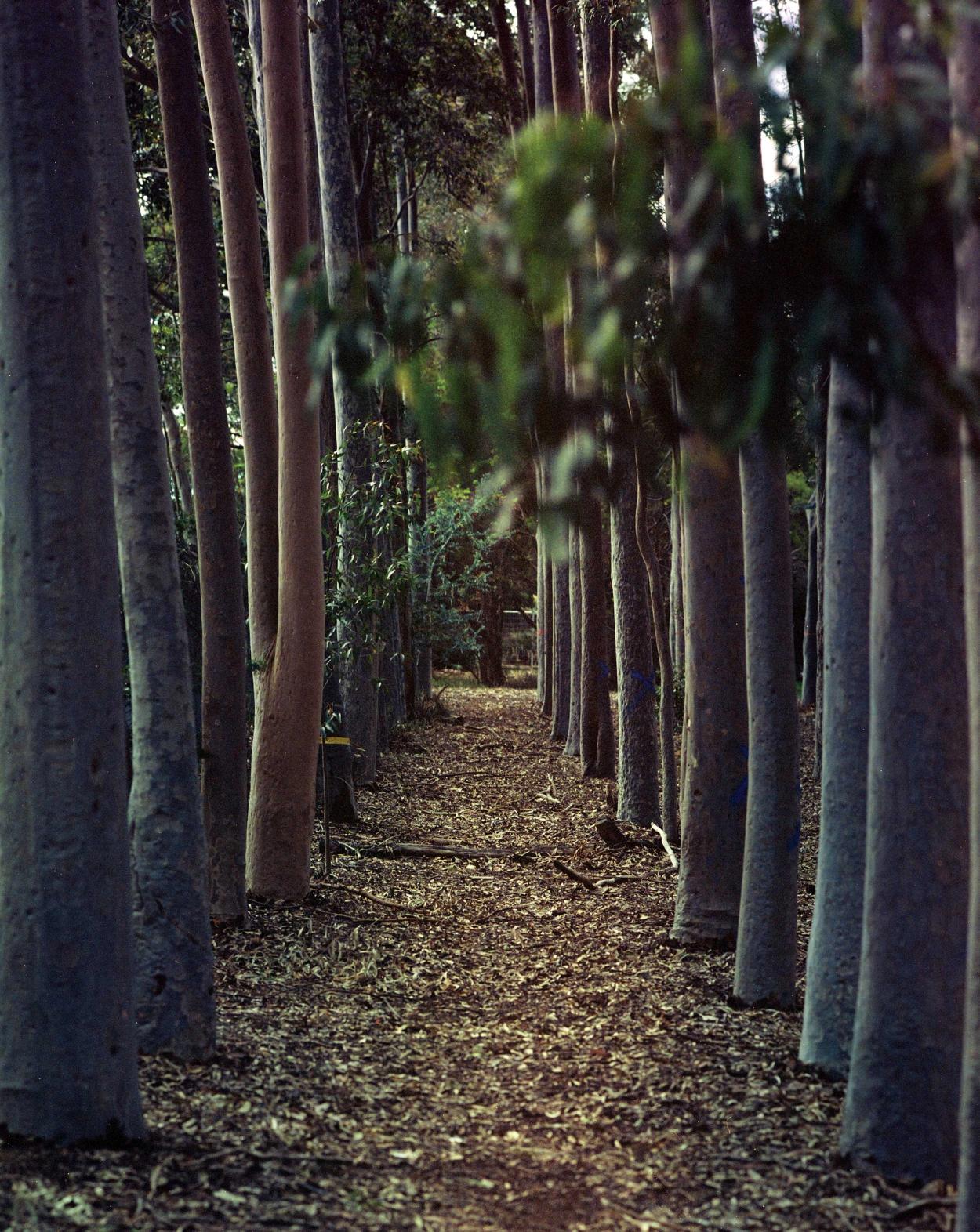 Tree soldiers.